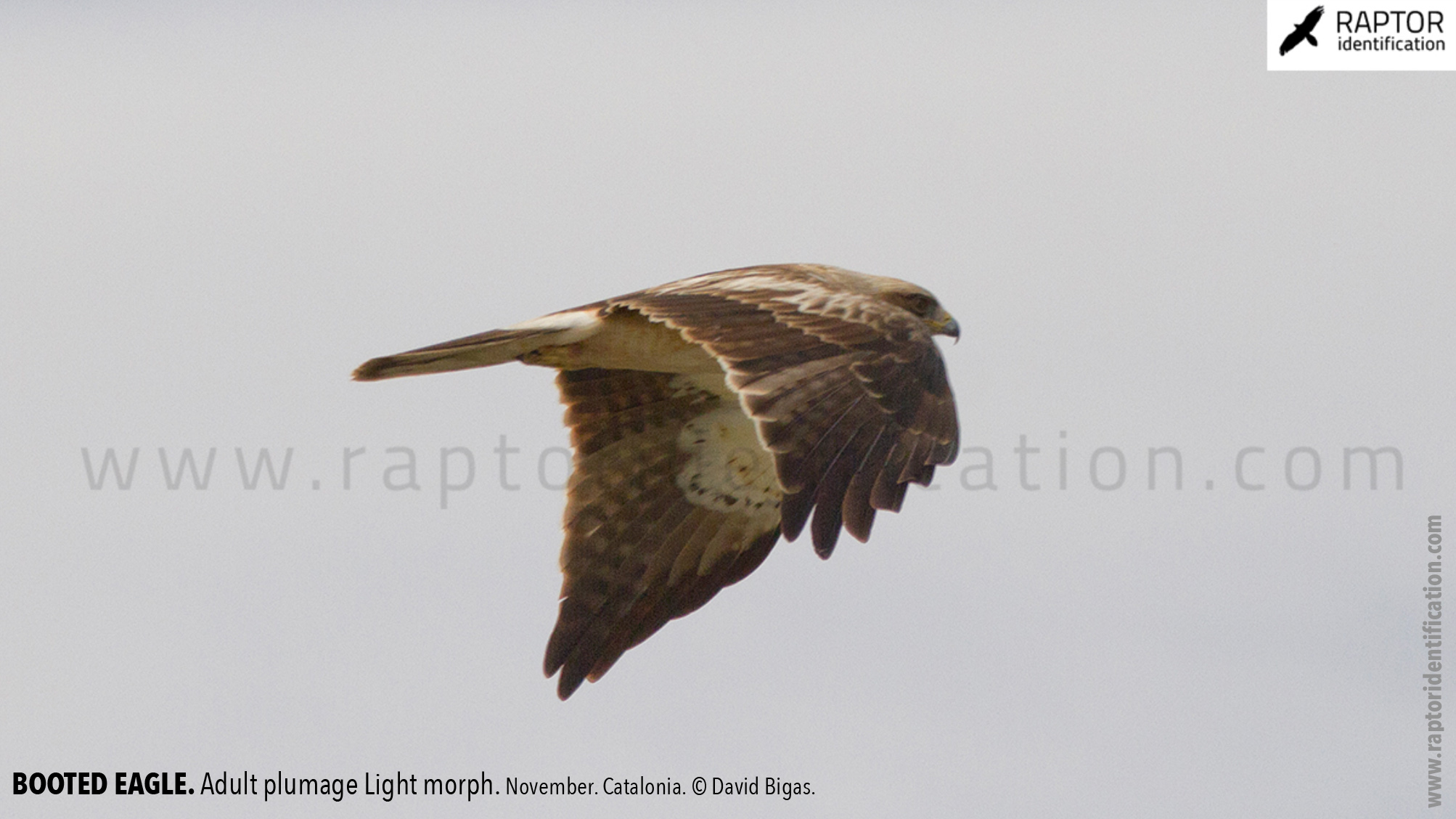 Booted-Eagle-Adult-plumage-light-morph-identification