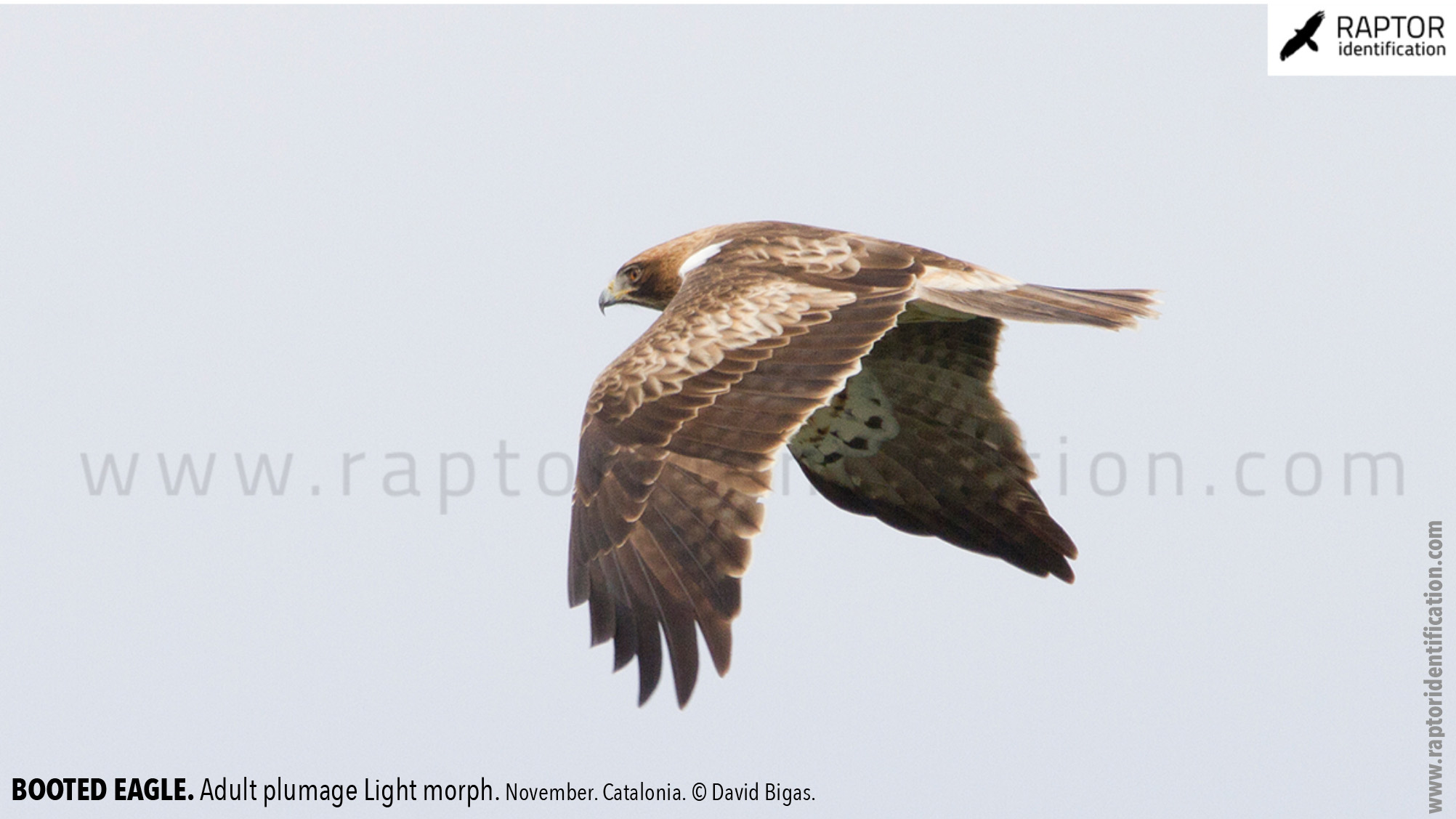 Booted-Eagle-Adult-plumage-light-morph-identification
