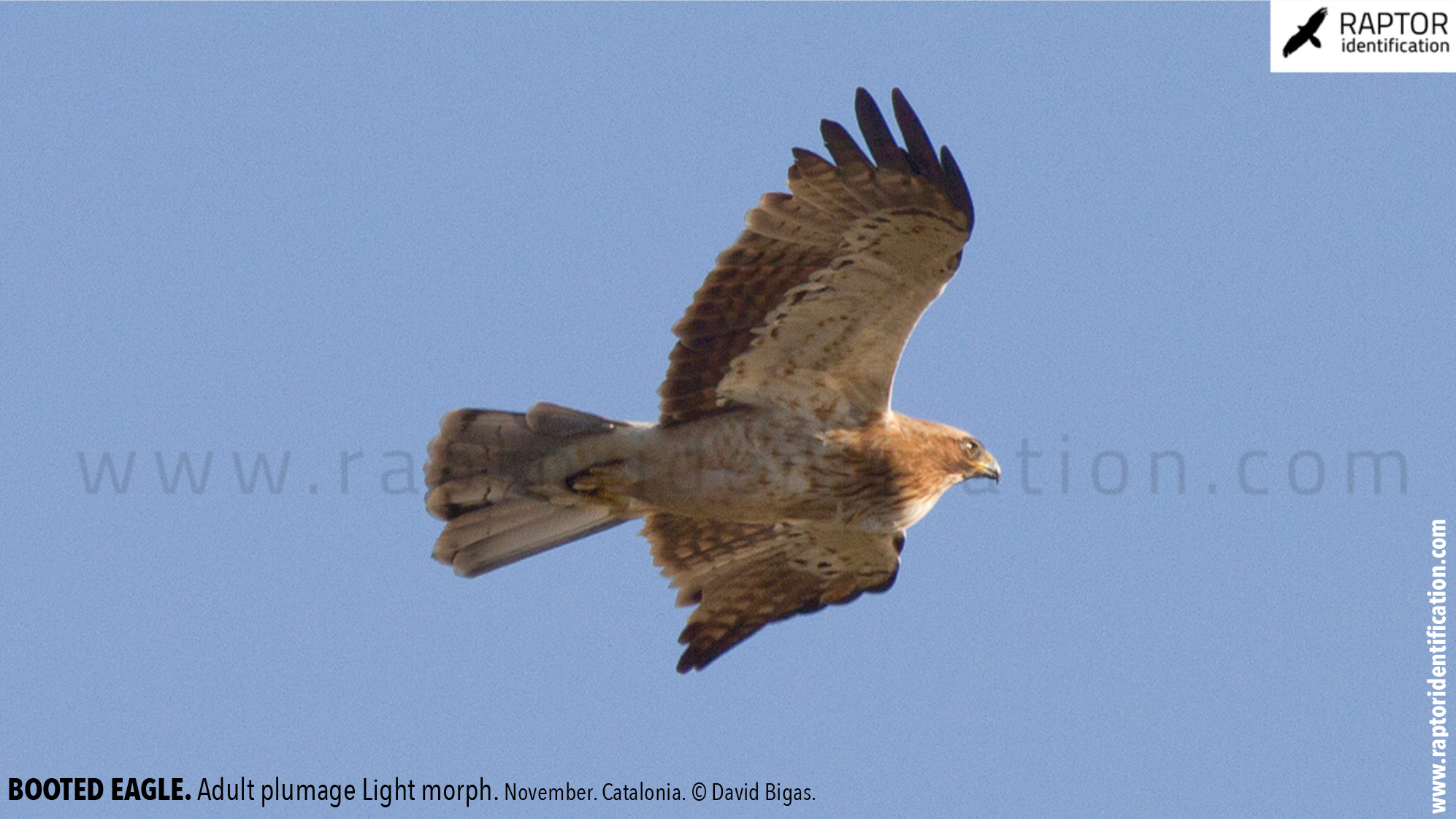 Booted-Eagle-Adult-plumage-light-morph-identification