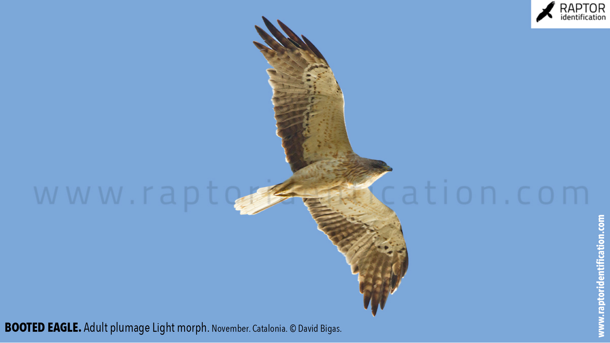 Booted-Eagle-Adult-plumage-light-morph-identification