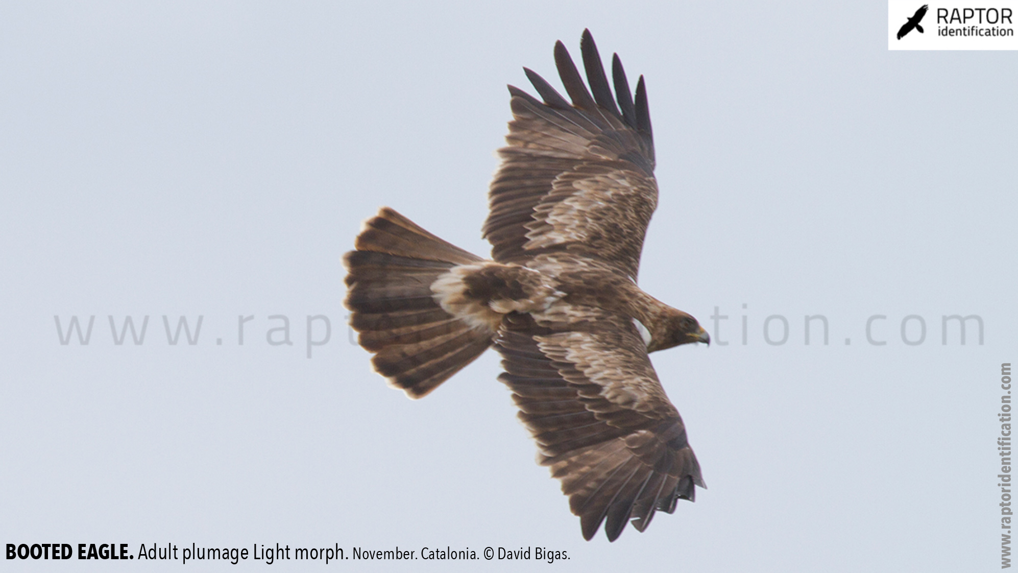 Booted-Eagle-Adult-plumage-light-morph-identification