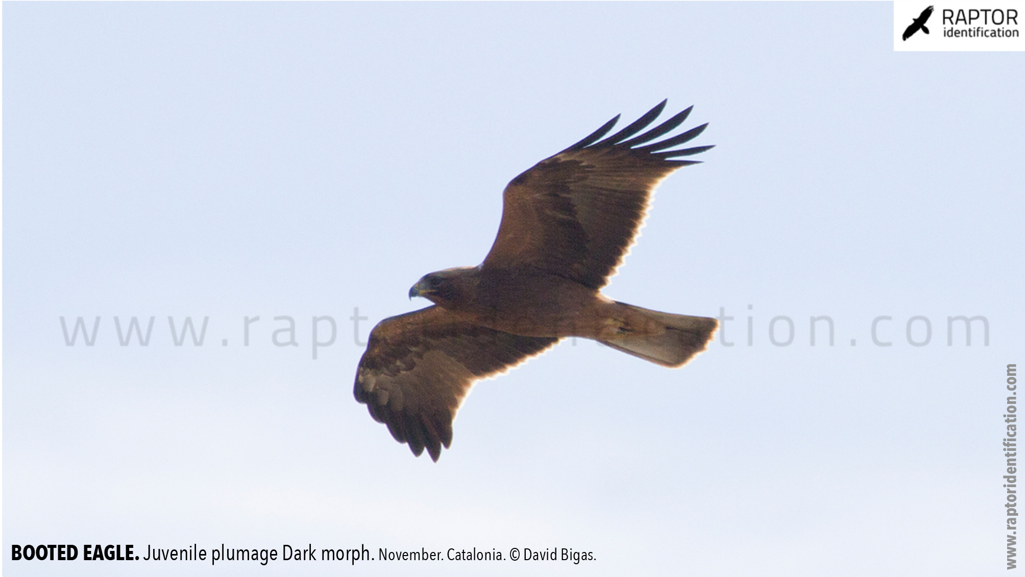 Booted-Eagle-Adult-plumage-light-morph-identification