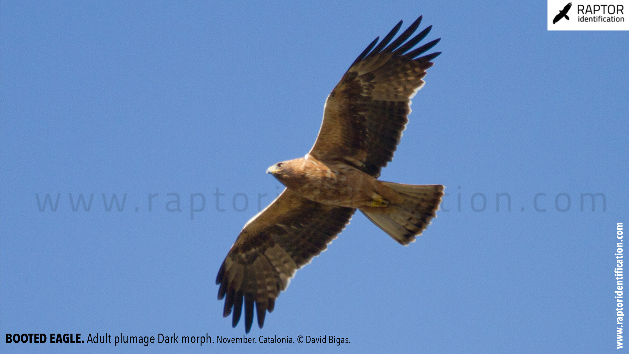 Booted-Eagle-Adult-plumage-dark-morph-identification