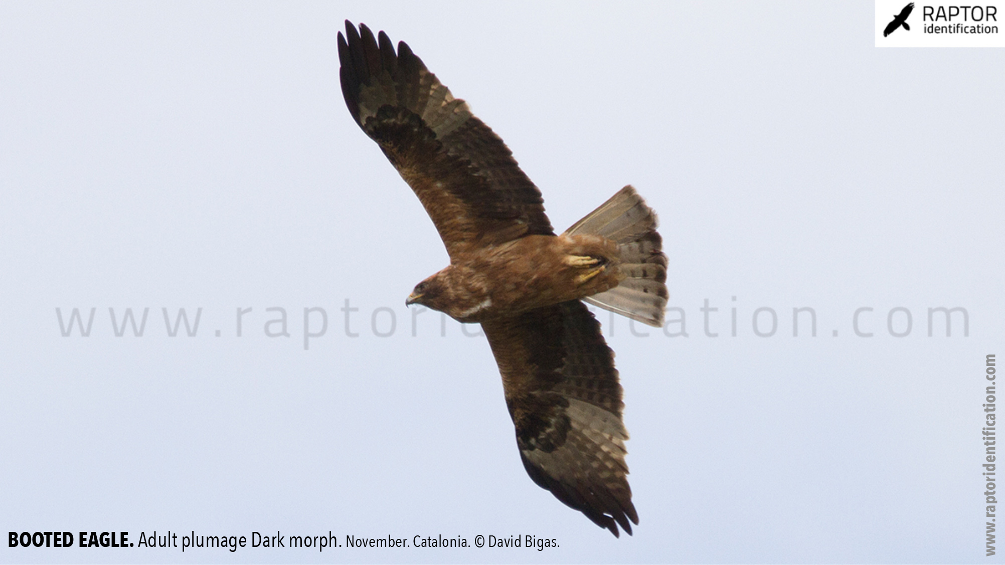 Booted-Eagle-Adult-plumage-dark-morph-identification