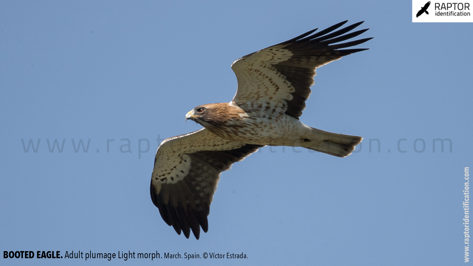 Booted-Eagle-Adult-plumage-light-morph-identification