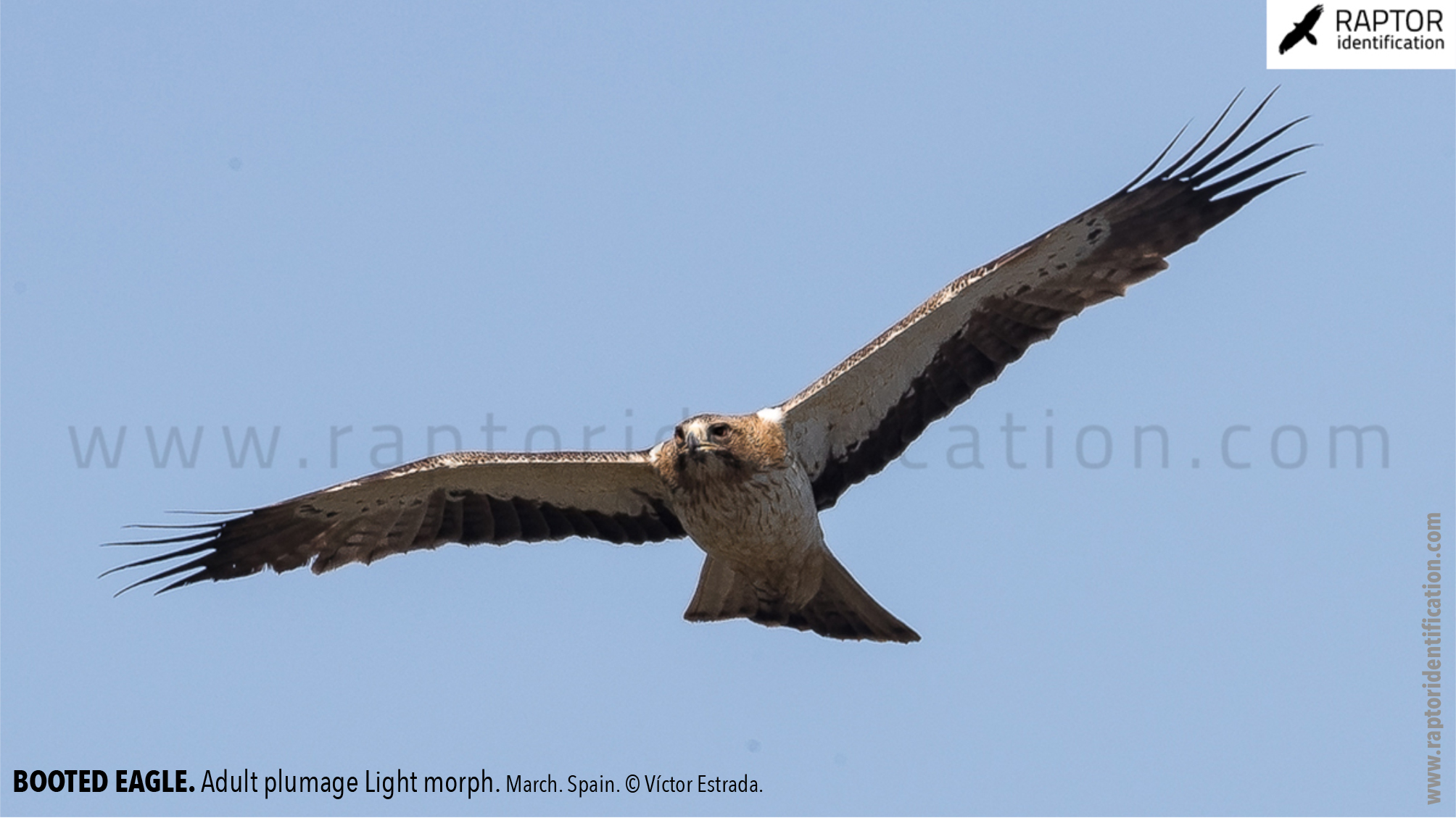 Booted-Eagle-Adult-plumage-light-morph-identification