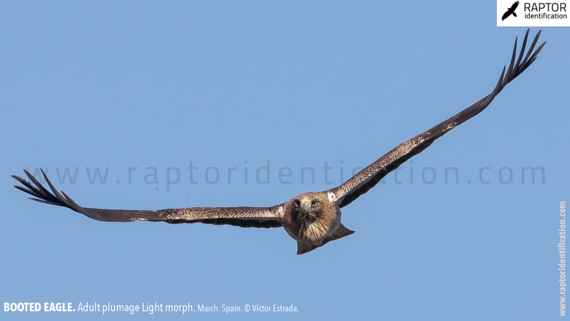 Booted-Eagle-Adult-plumage-light-morph-identification