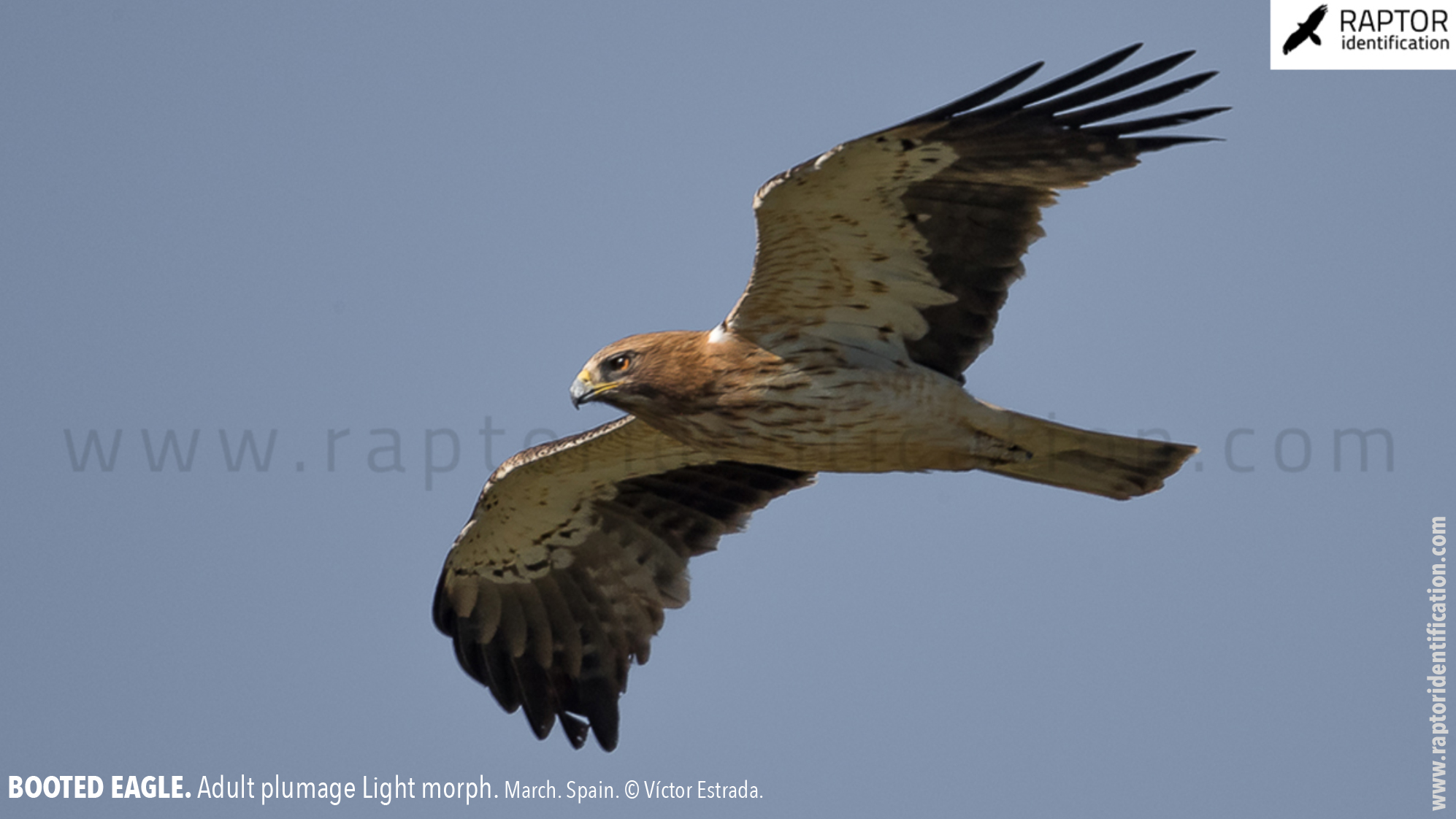 Booted-Eagle-Adult-plumage-light-morph-identification