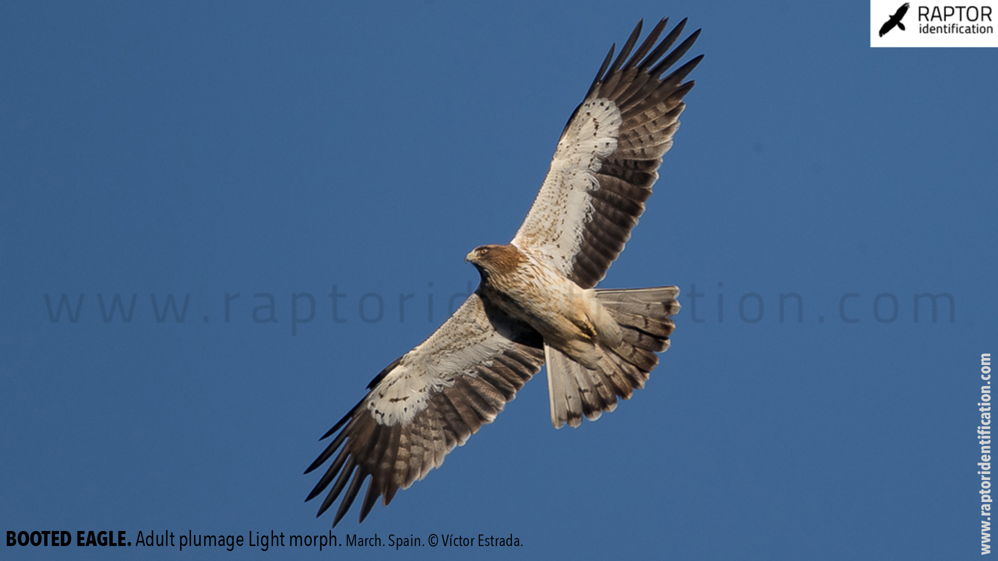 Booted-Eagle-Adult-plumage-light-morph-identification