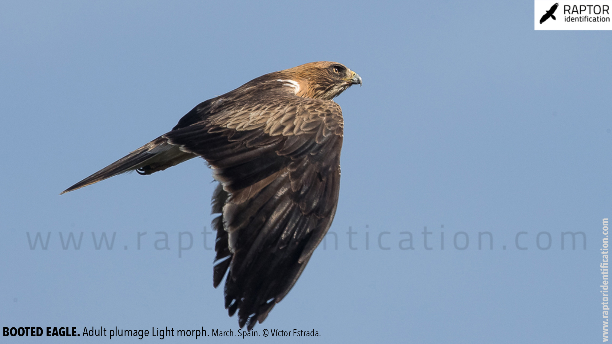 Booted-Eagle-Adult-plumage-light-morph-identification