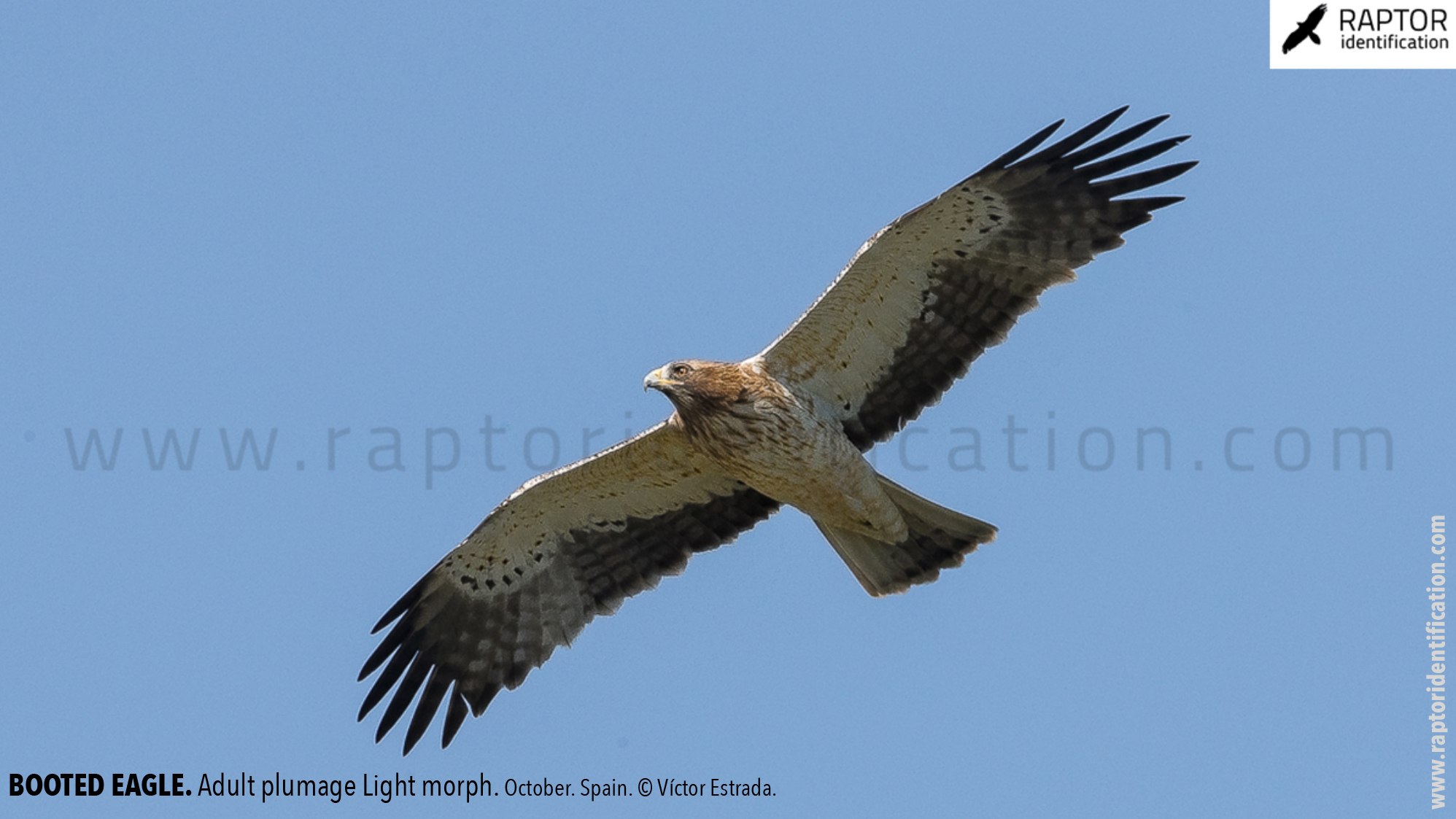 Booted-Eagle-Adult-plumage-light-morph-identification