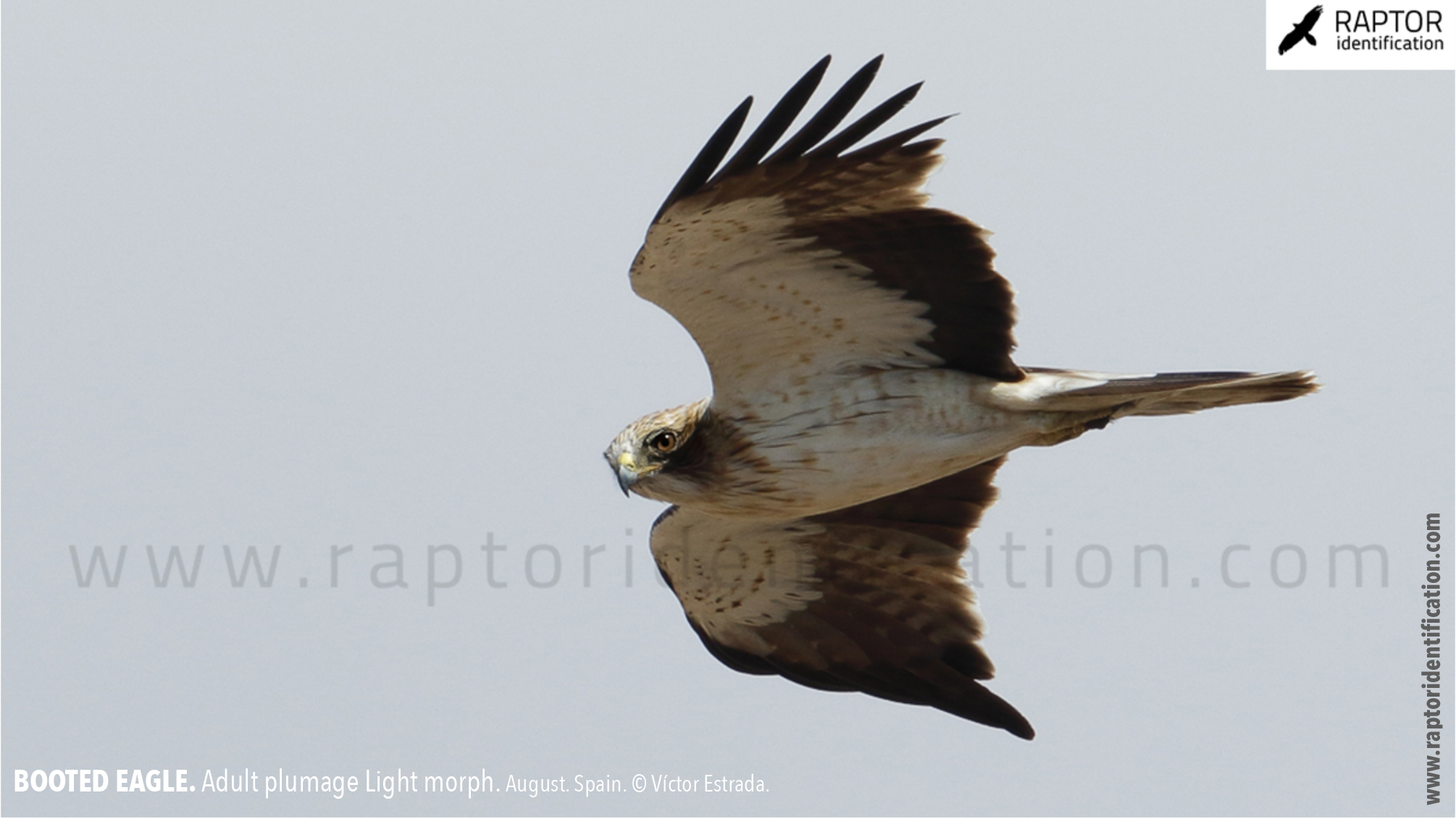 Booted-Eagle-Adult-plumage-light-morph-identification