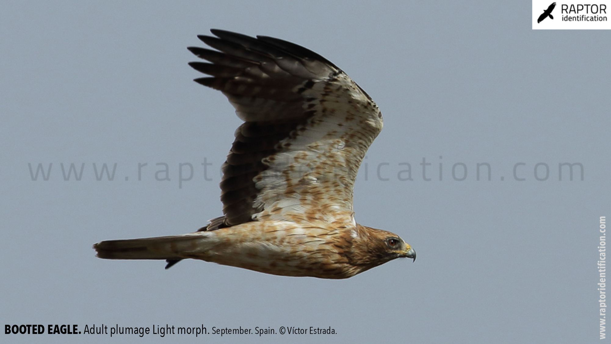 Booted-Eagle-Adult-plumage-light-morph-identification