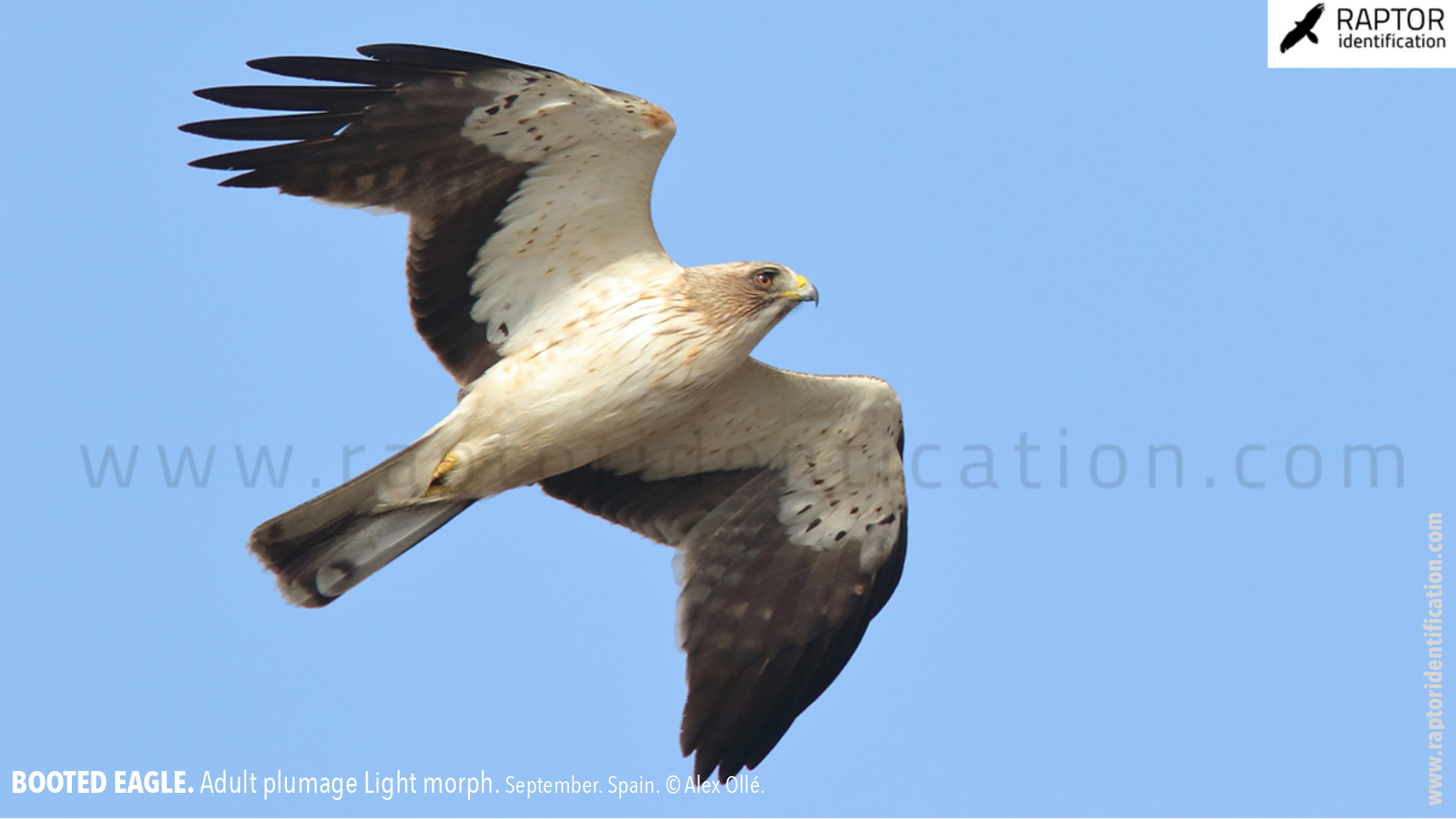 Booted-Eagle-Adult-plumage-light-morph-identification