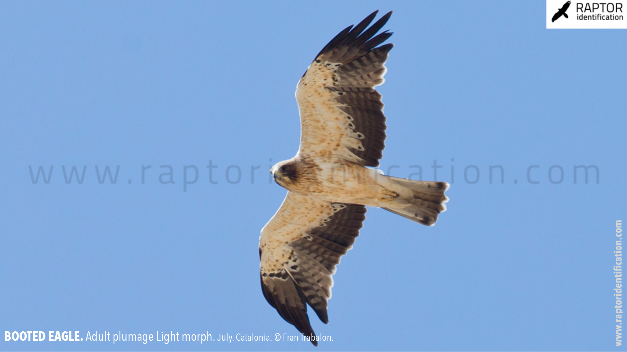 Booted-Eagle-Adult-plumage-light-morph-identification