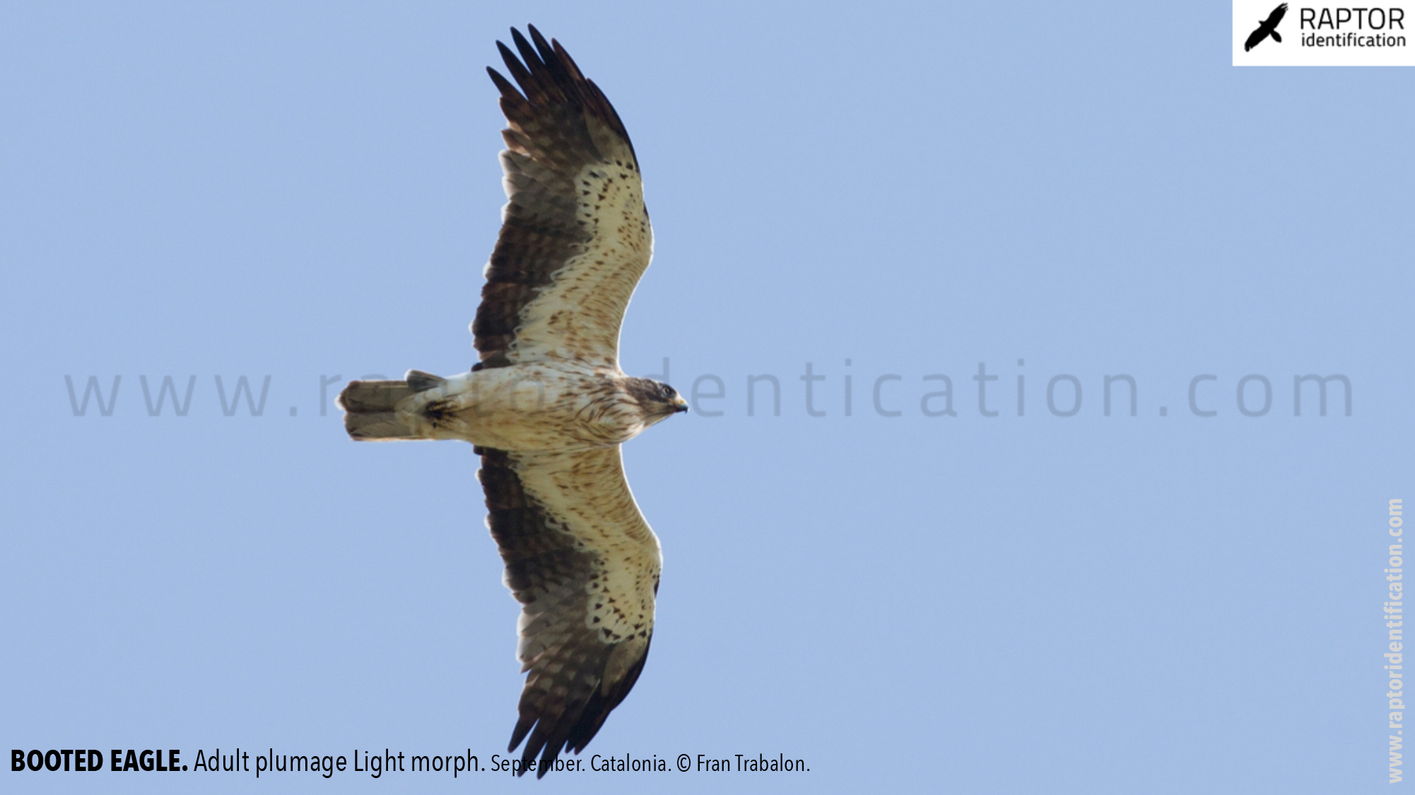 Booted-Eagle-Adult-plumage-light-morph-identification