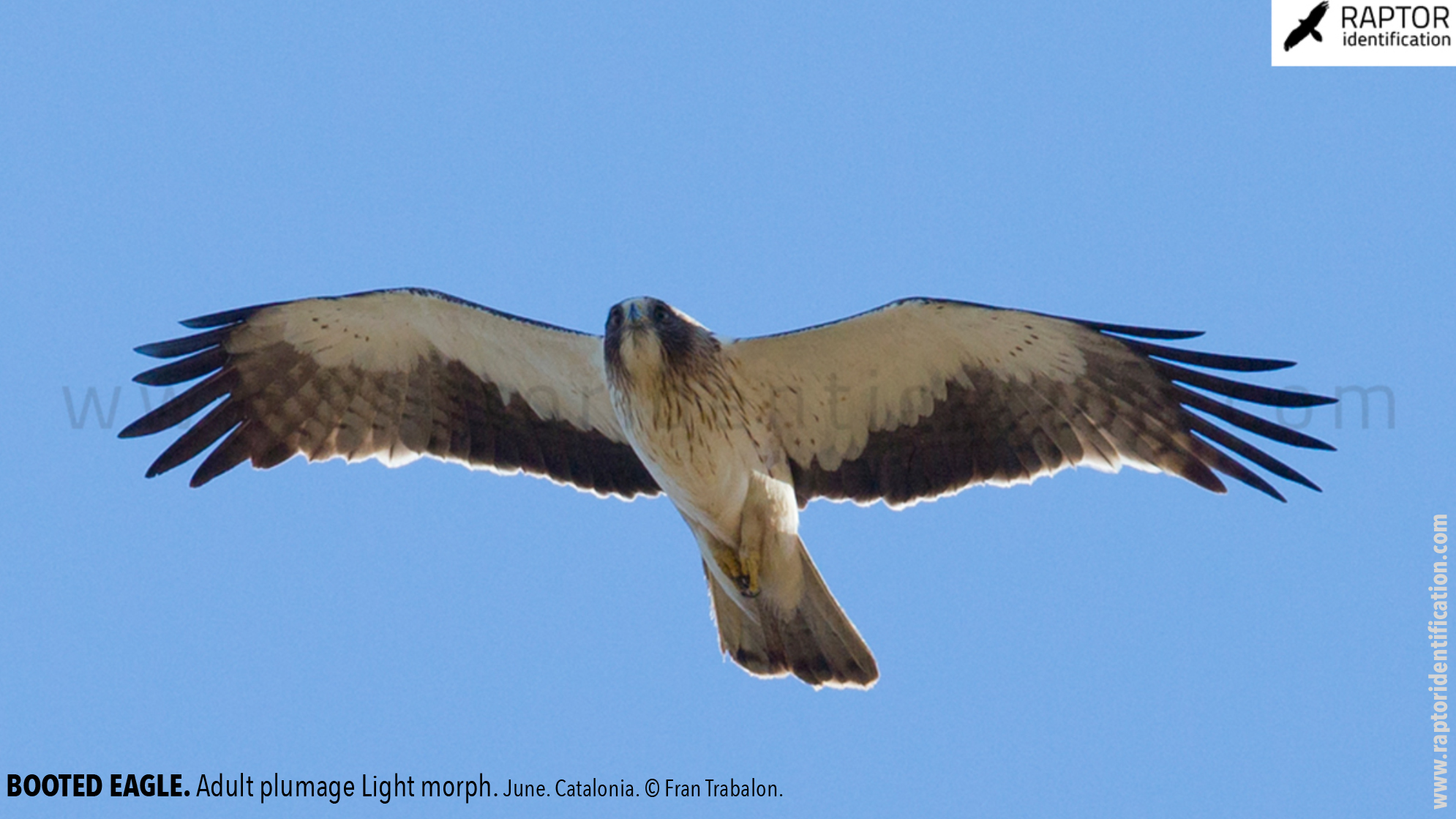 Booted-Eagle-Adult-plumage-light-morph-identification