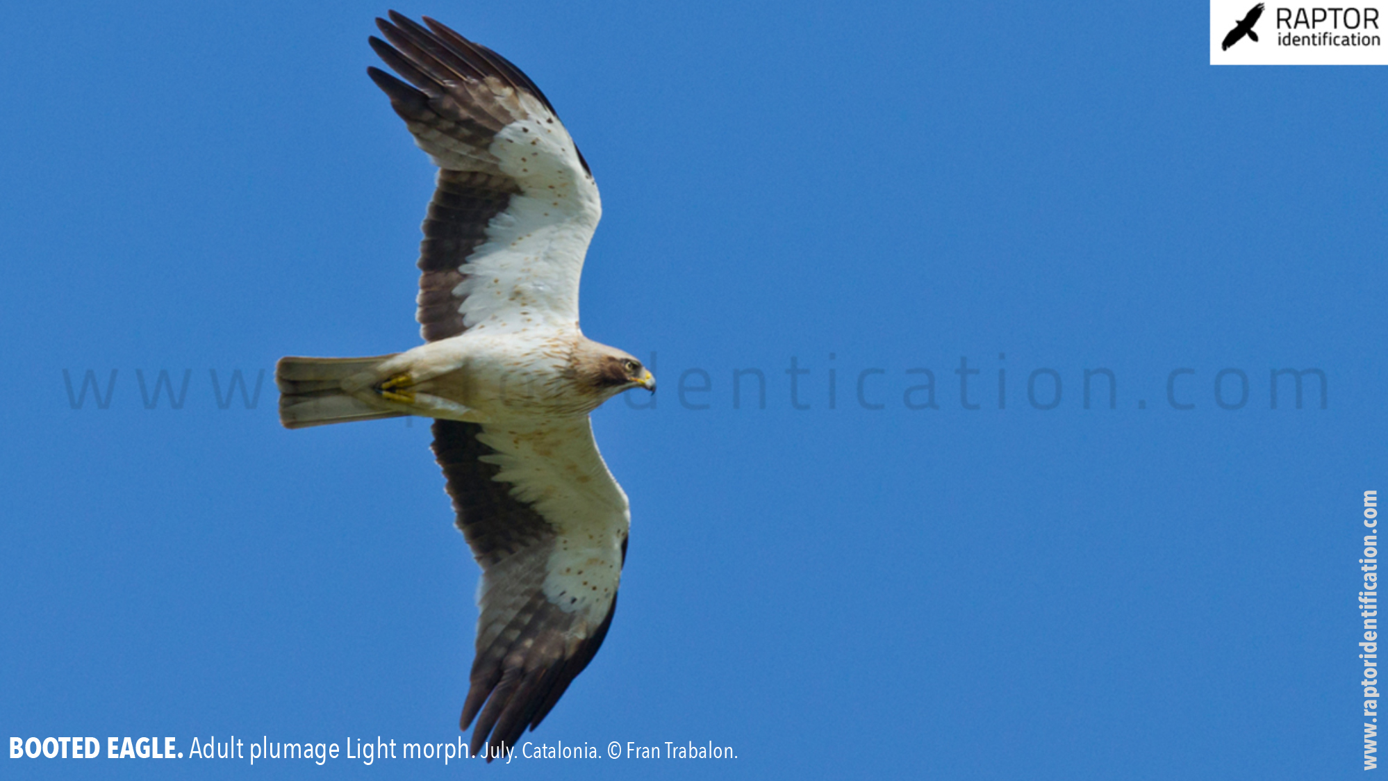 Booted-Eagle-Adult-plumage-light-morph-identification