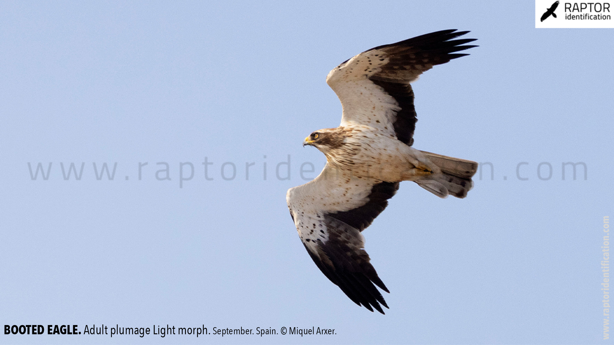 Booted-Eagle-Adult-plumage-light-morph-identification