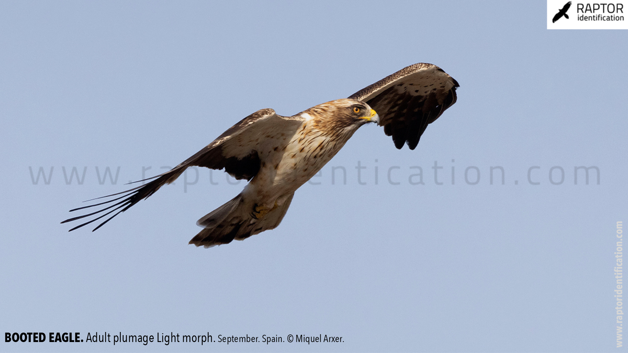 Booted-Eagle-Adult-plumage-light-morph-identification