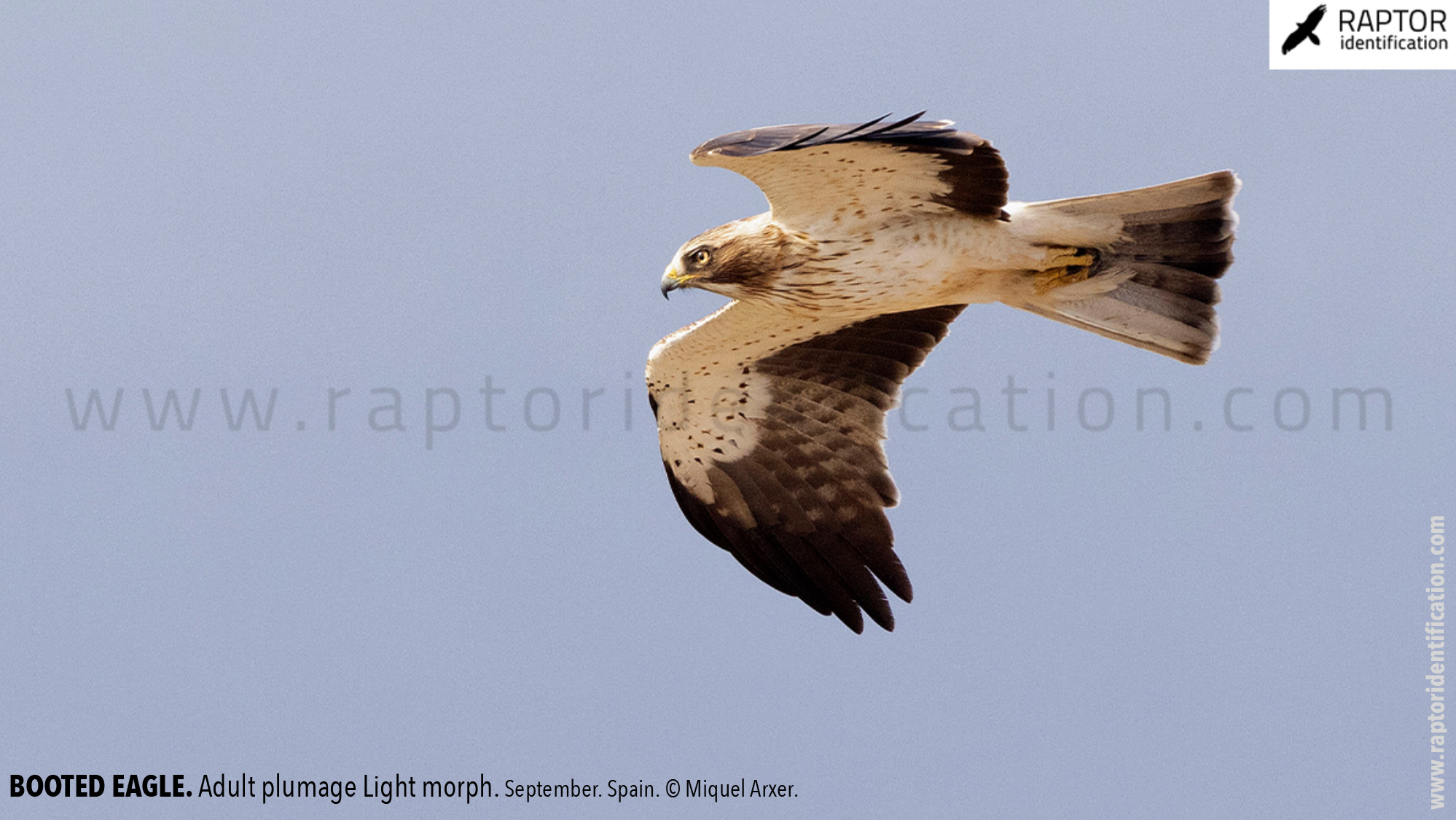 Booted-Eagle-Adult-plumage-light-morph-identification