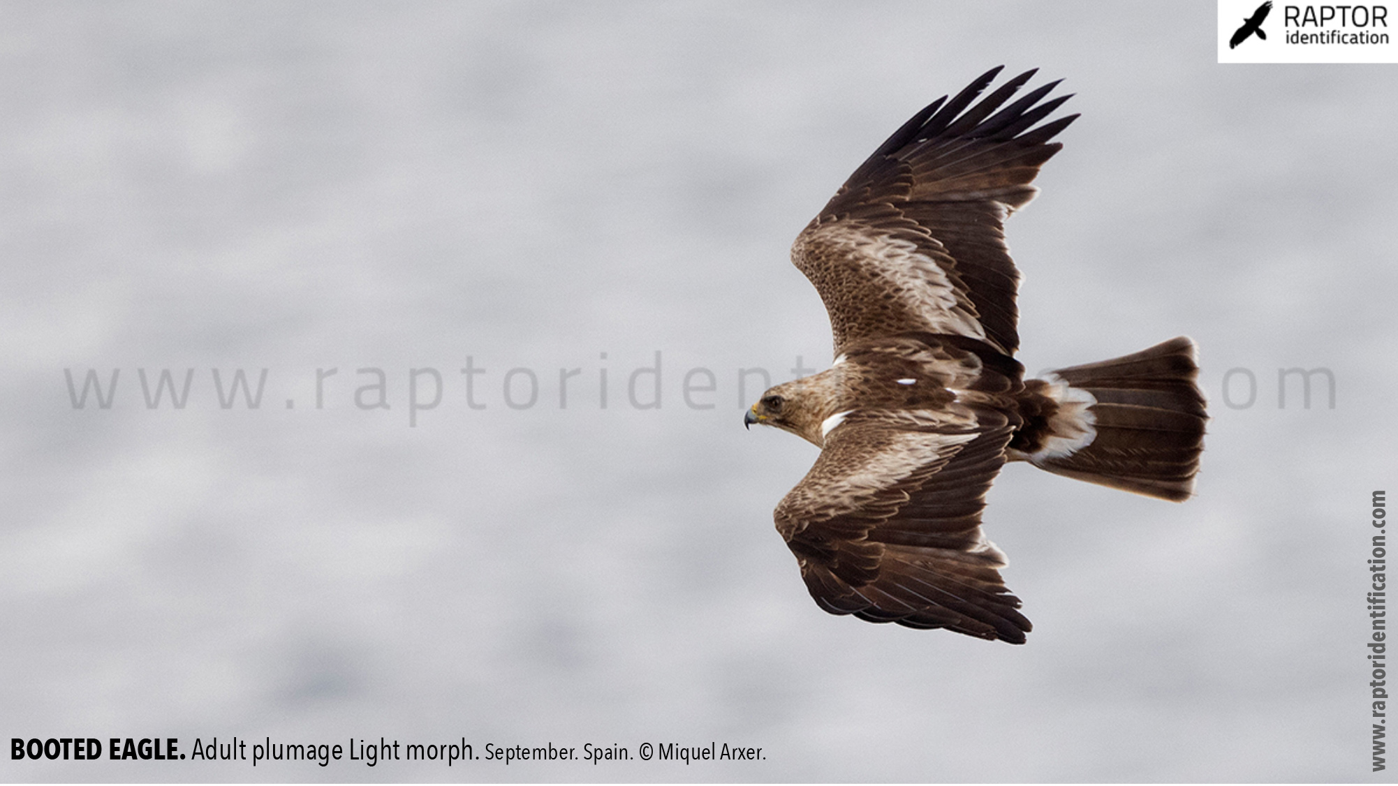 Booted-Eagle-Adult-plumage-light-morph-identification