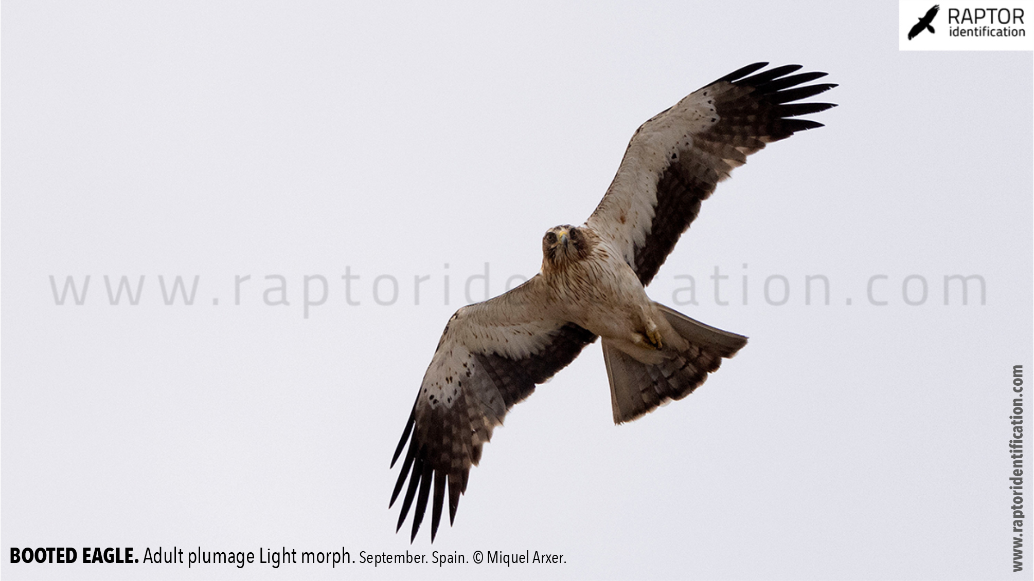 Booted-Eagle-Adult-plumage-light-morph-identification