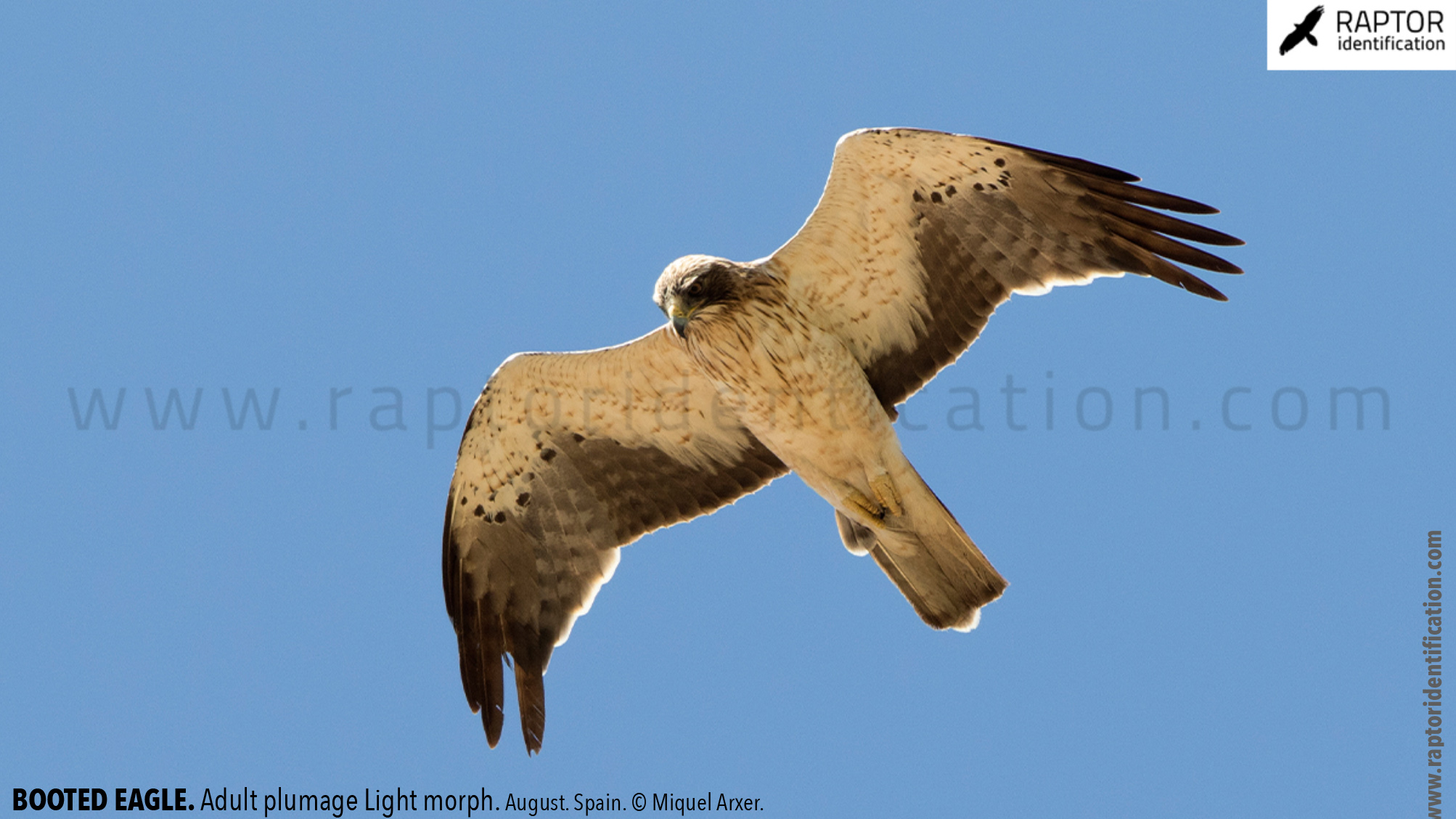 Booted-Eagle-Adult-plumage-light-morph-identification