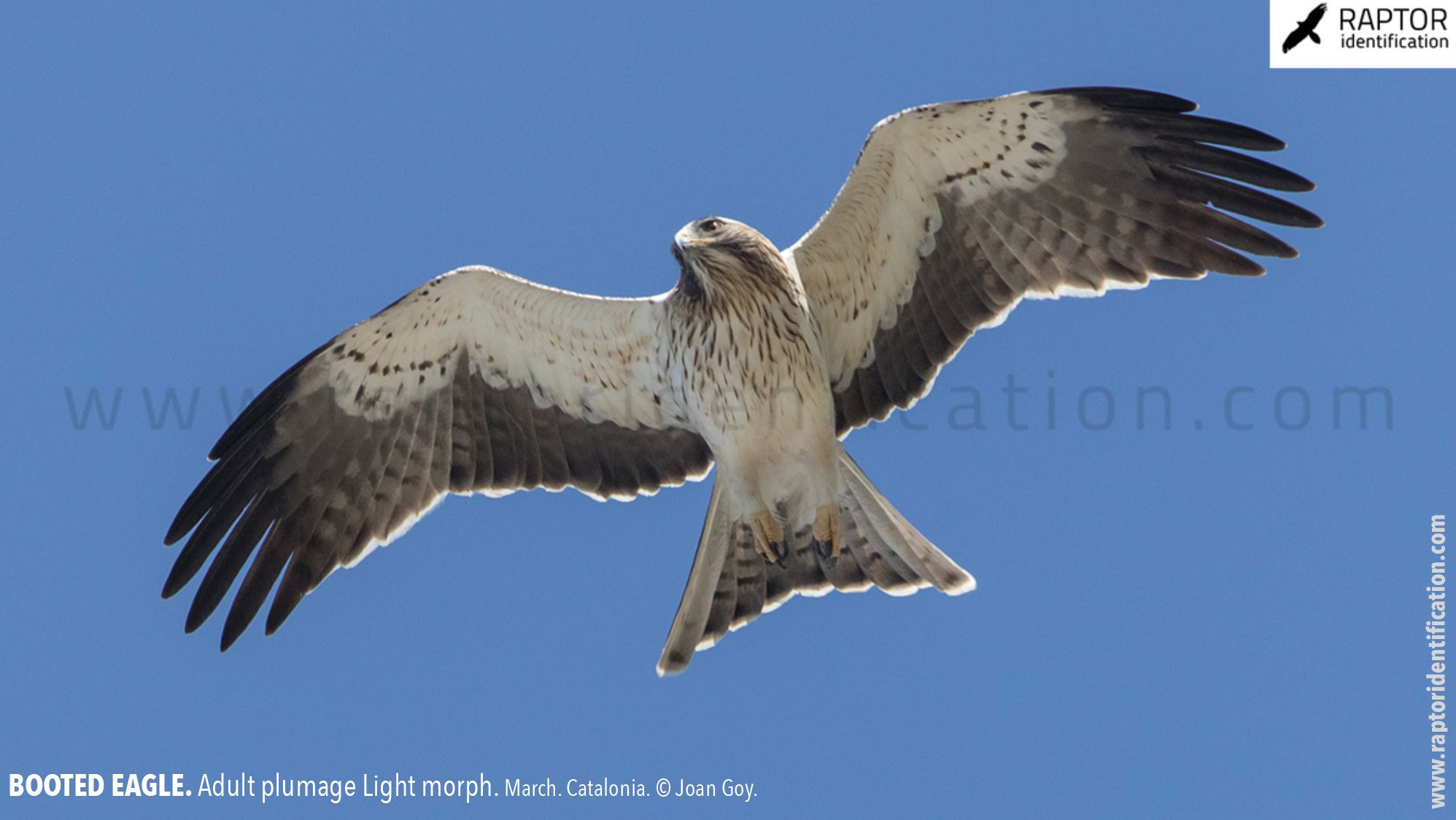 Booted-Eagle-Adult-plumage-light-morph-identification