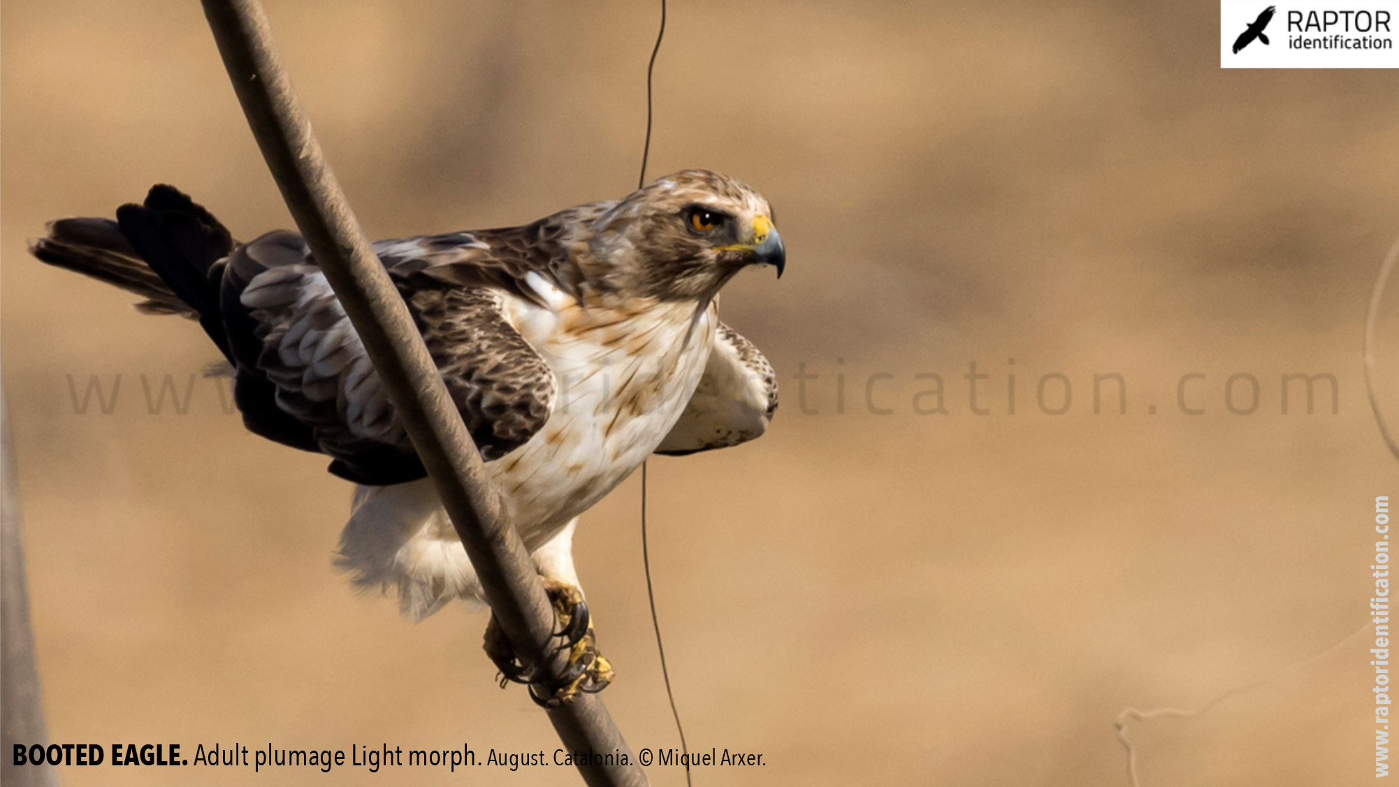 Booted-Eagle-Adult-plumage-light-morph-identification