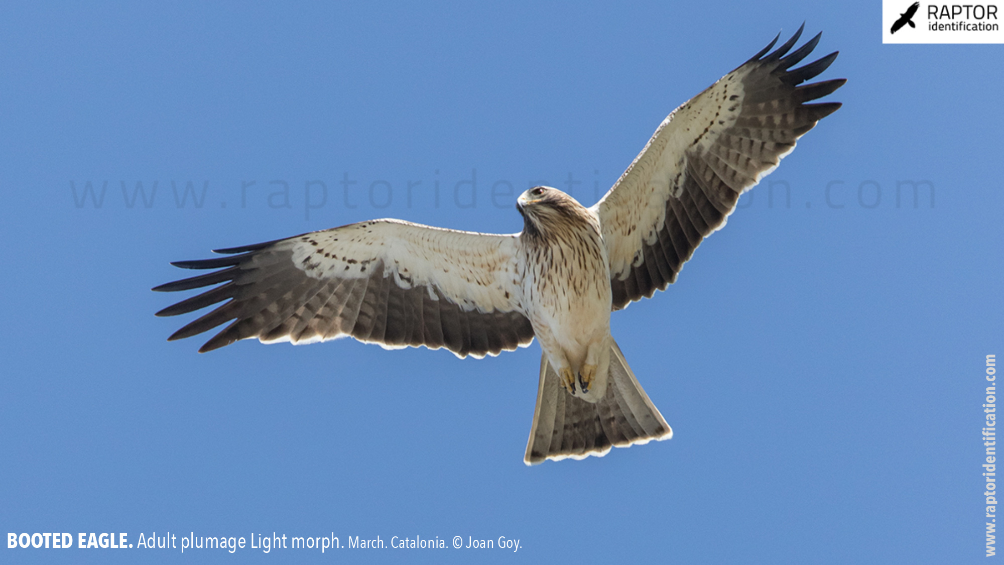 Booted-Eagle-Adult-plumage-light-morph-identification