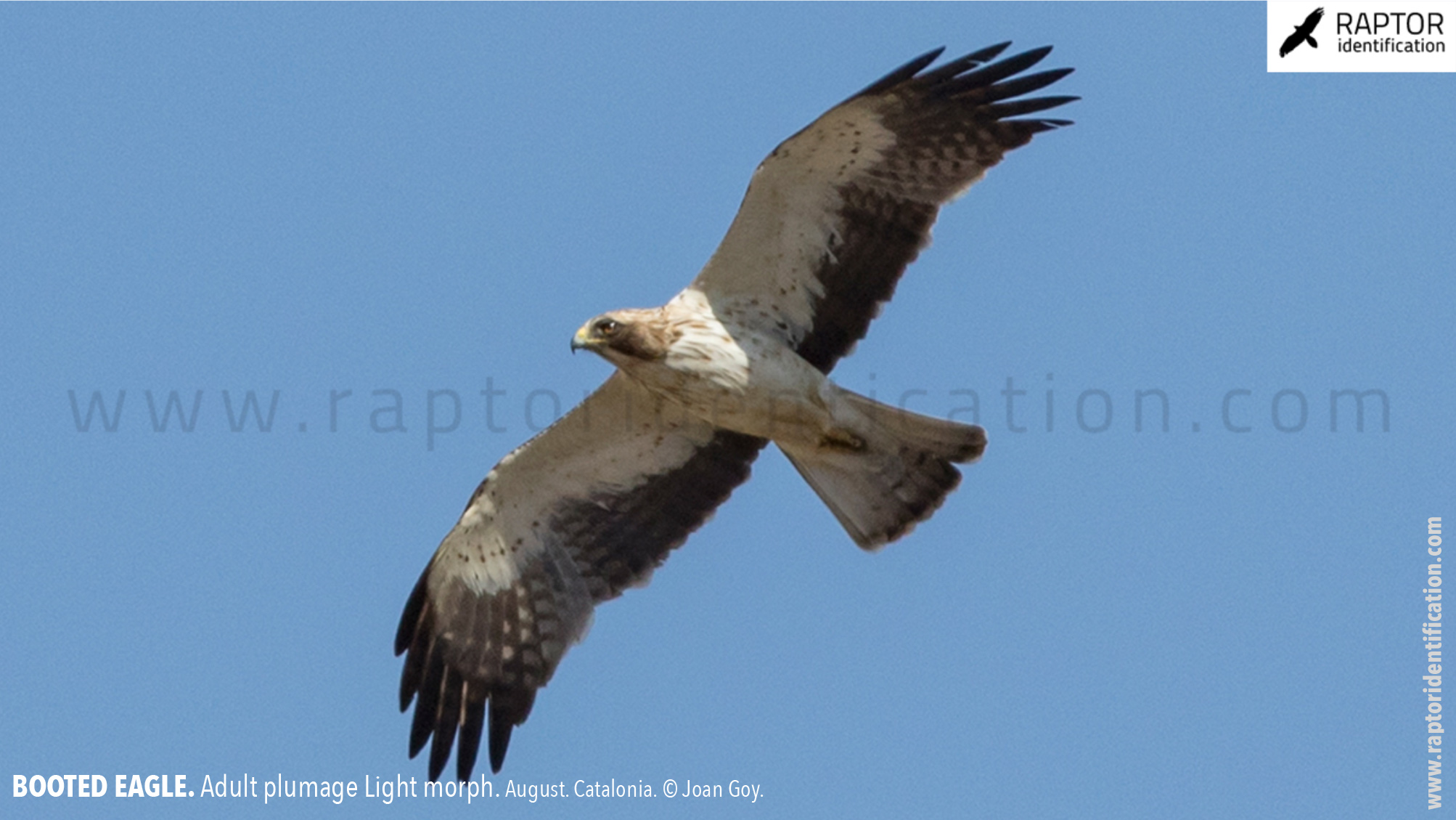 Booted-Eagle-Adult-plumage-light-morph-identification