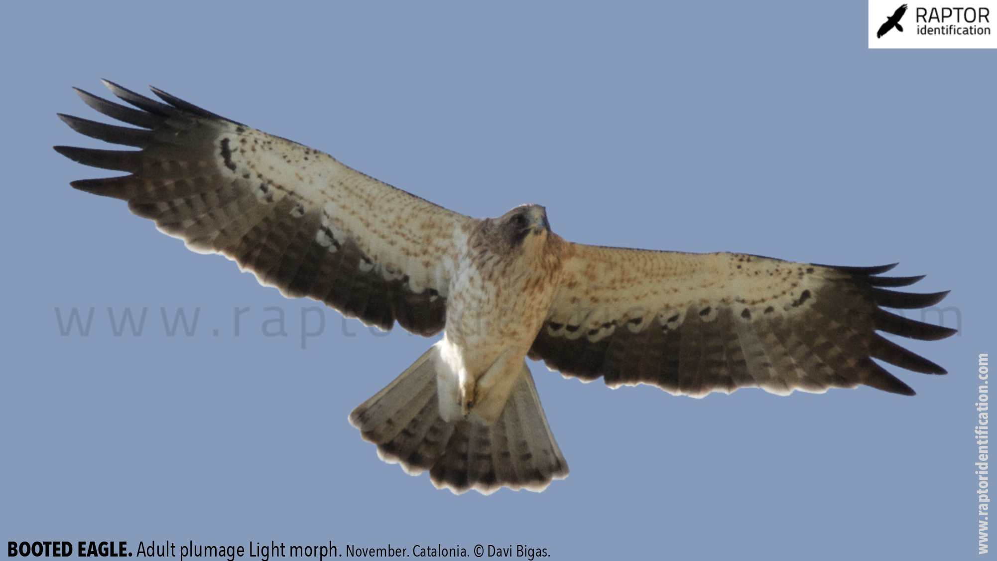 Booted-Eagle-Adult-plumage-light-morph-identification