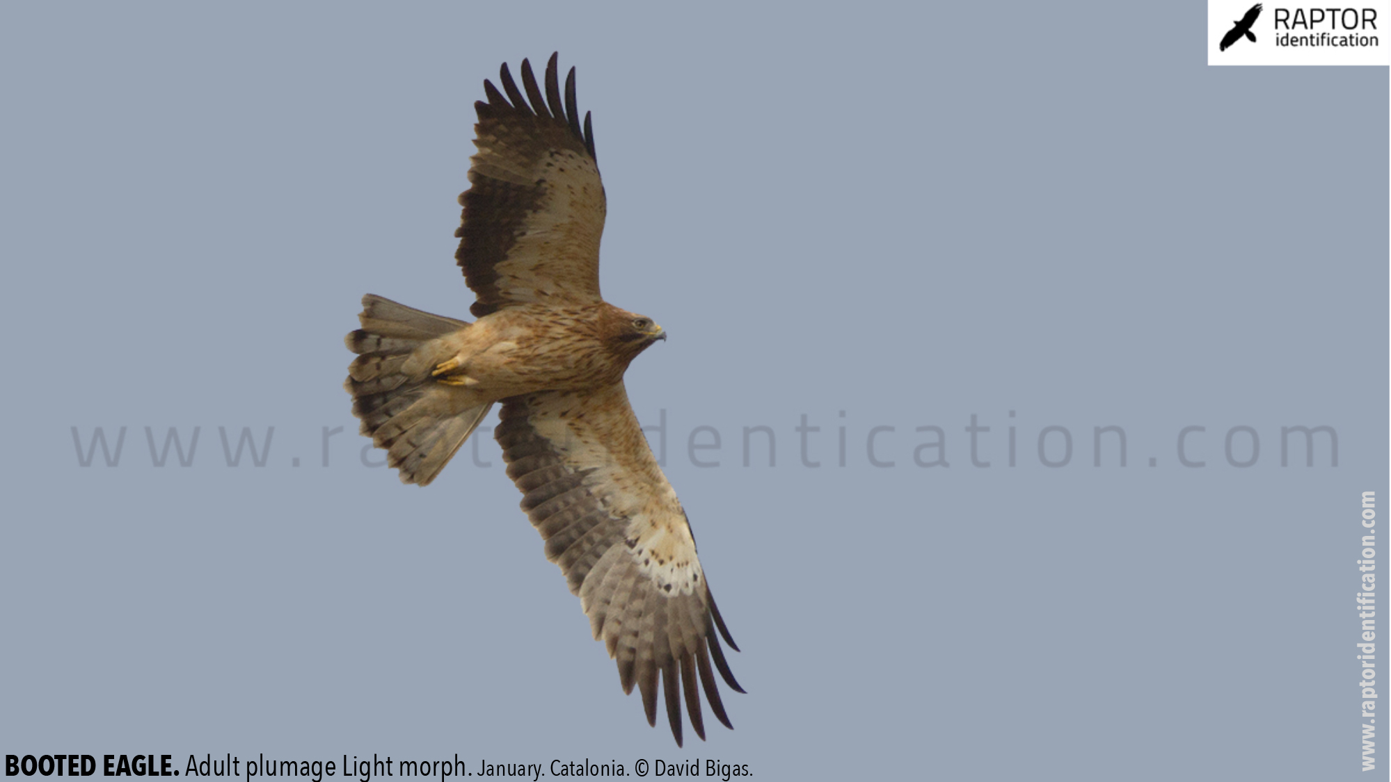 Booted-Eagle-Adult-plumage-light-morph-identification