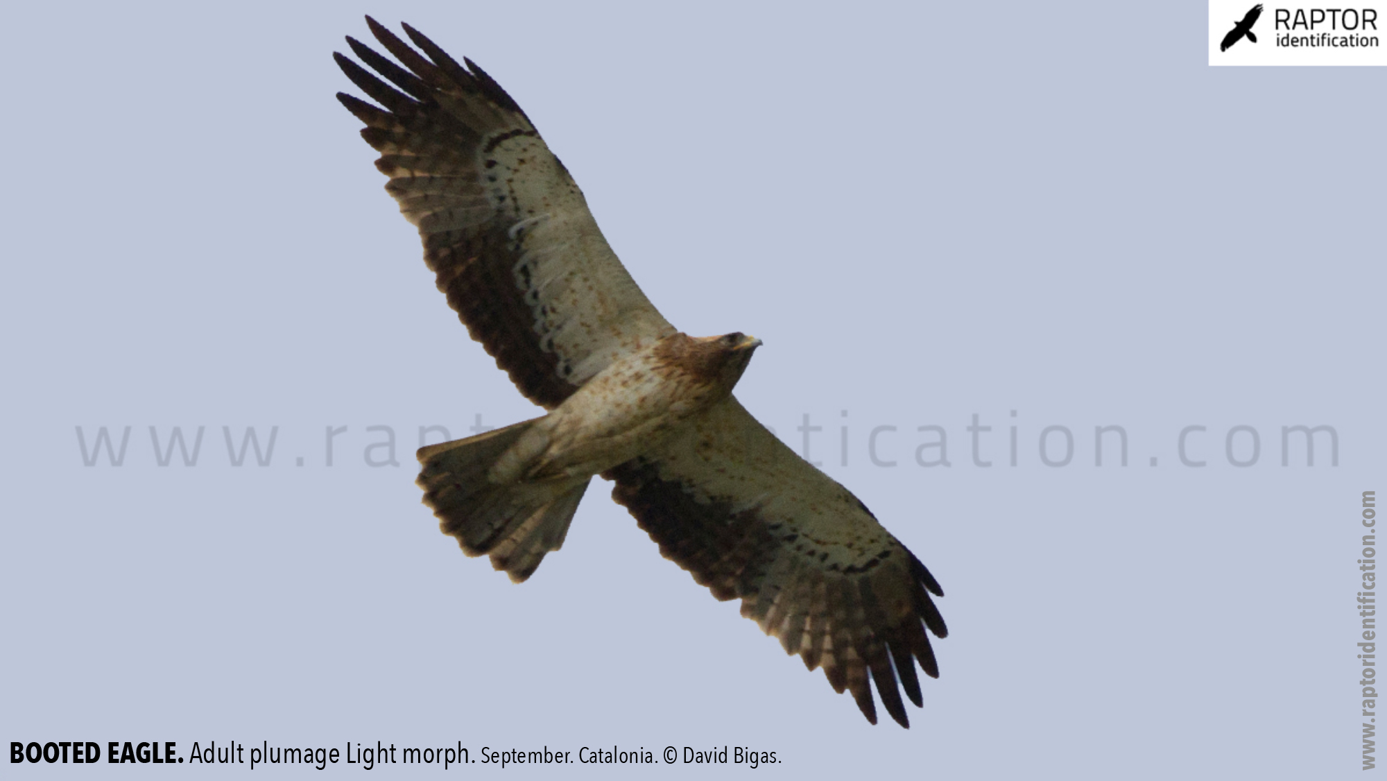 Booted-Eagle-Adult-plumage-light-morph-identification