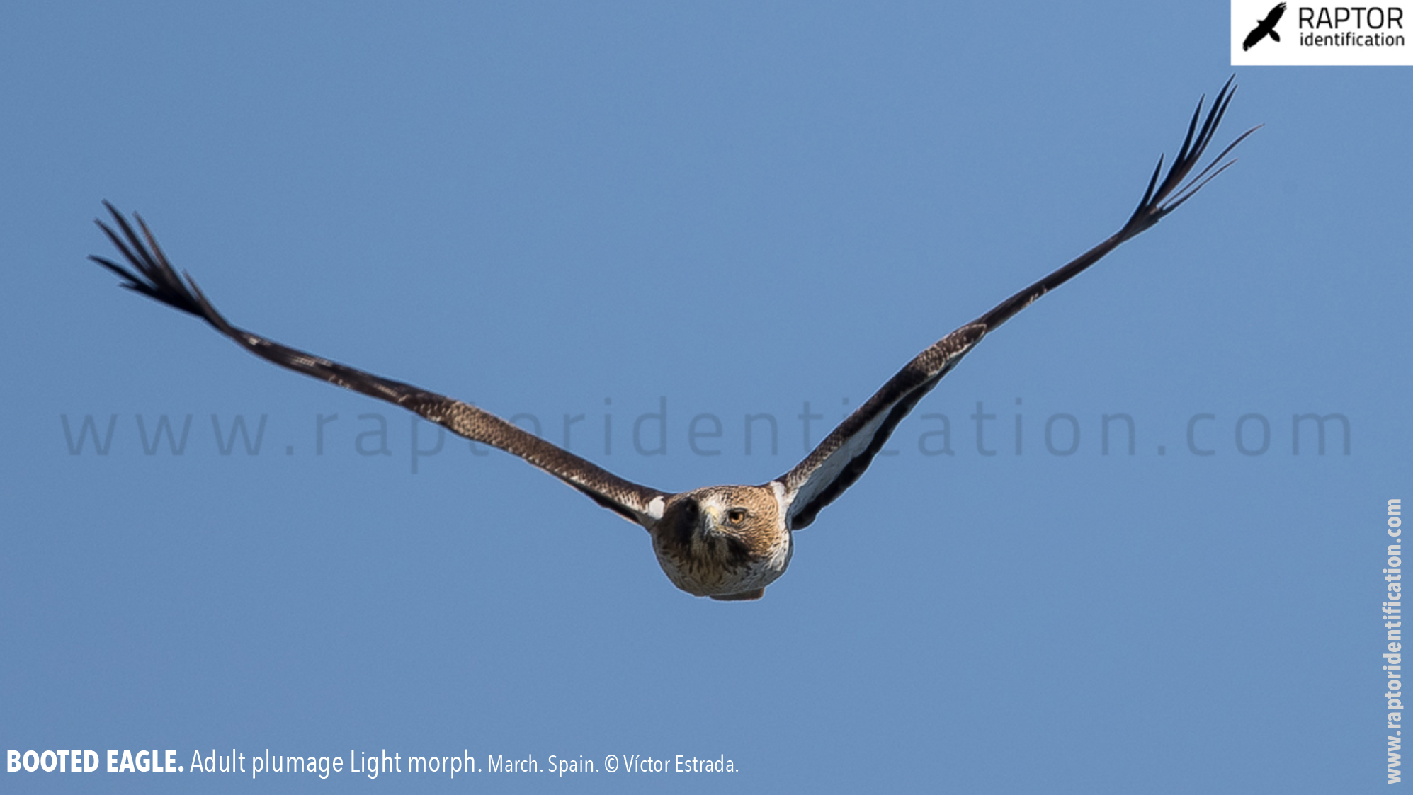 Booted-Eagle-Adult-plumage-light-morph-identification