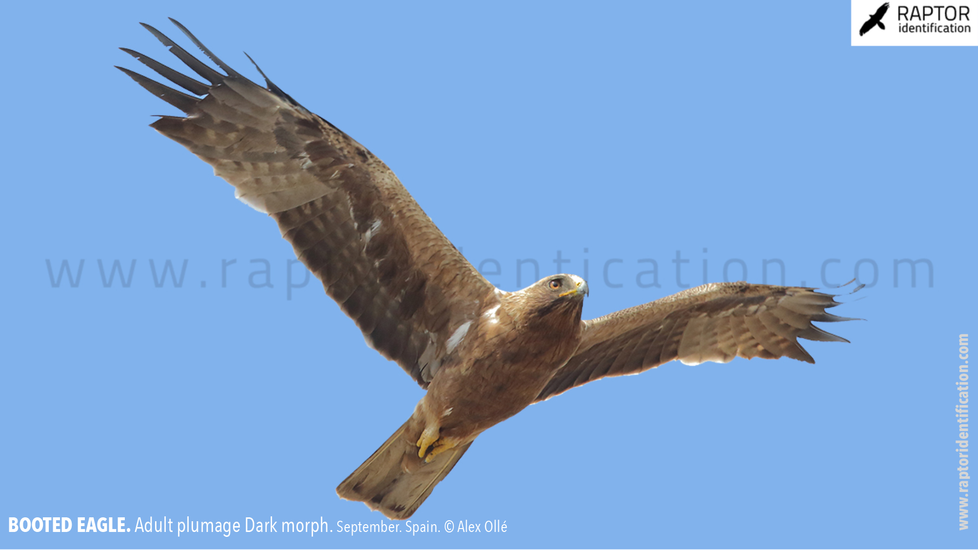 Booted-Eagle-Adult-plumage-dark-morph-identification