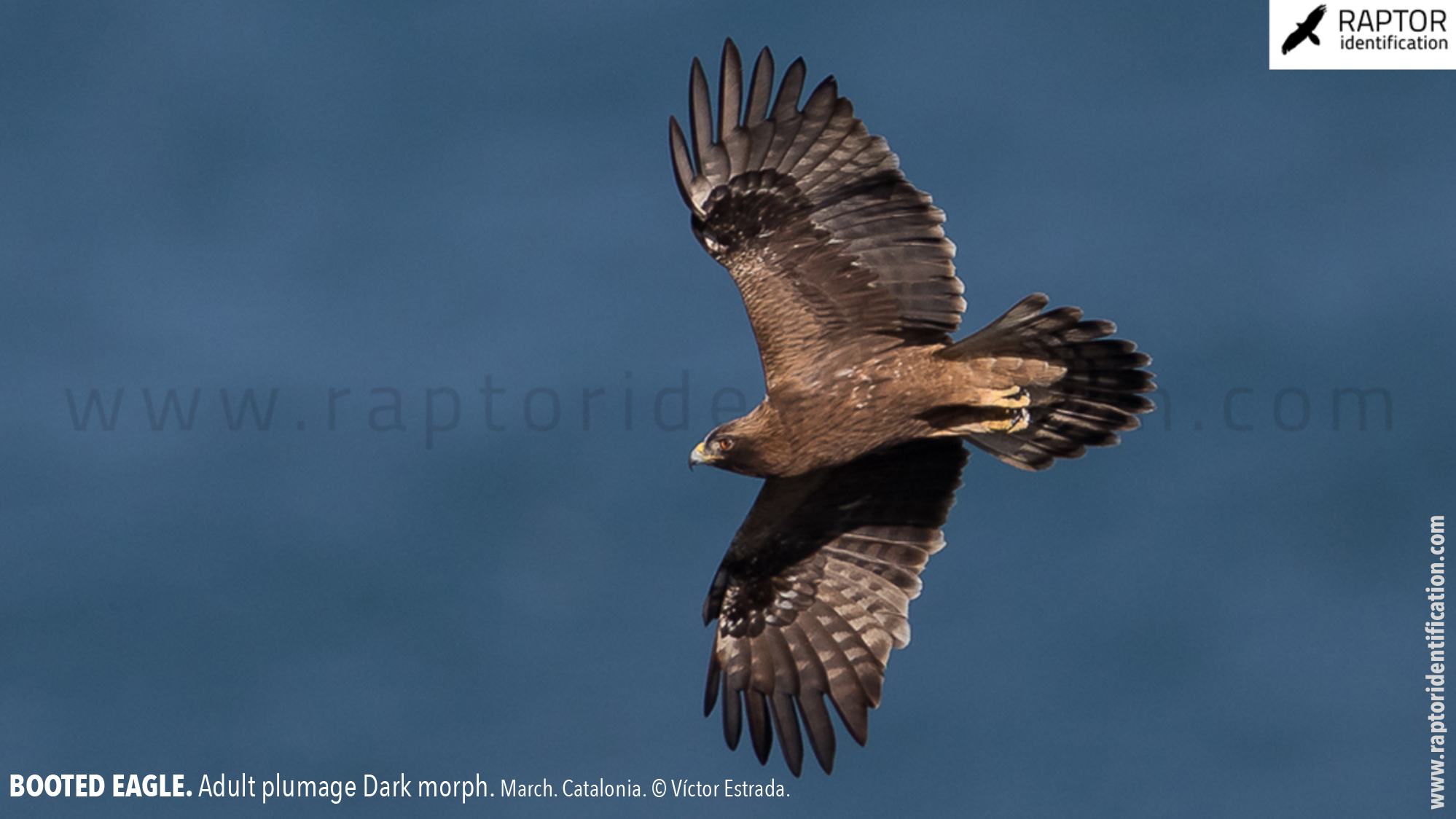 Booted-Eagle-Adult-plumage-dark-morph-identification