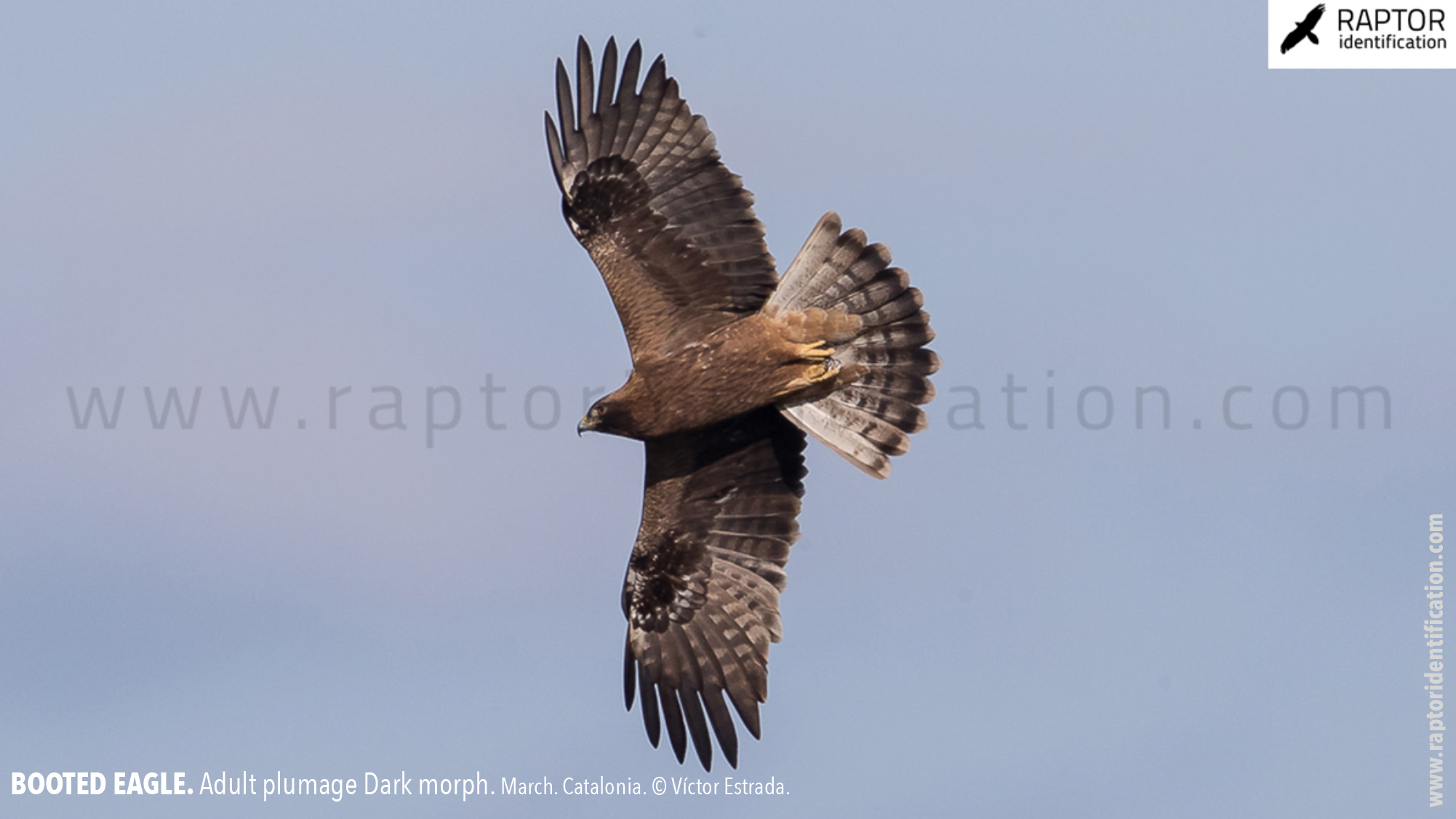 Booted-Eagle-Adult-plumage-dark-morph-identification