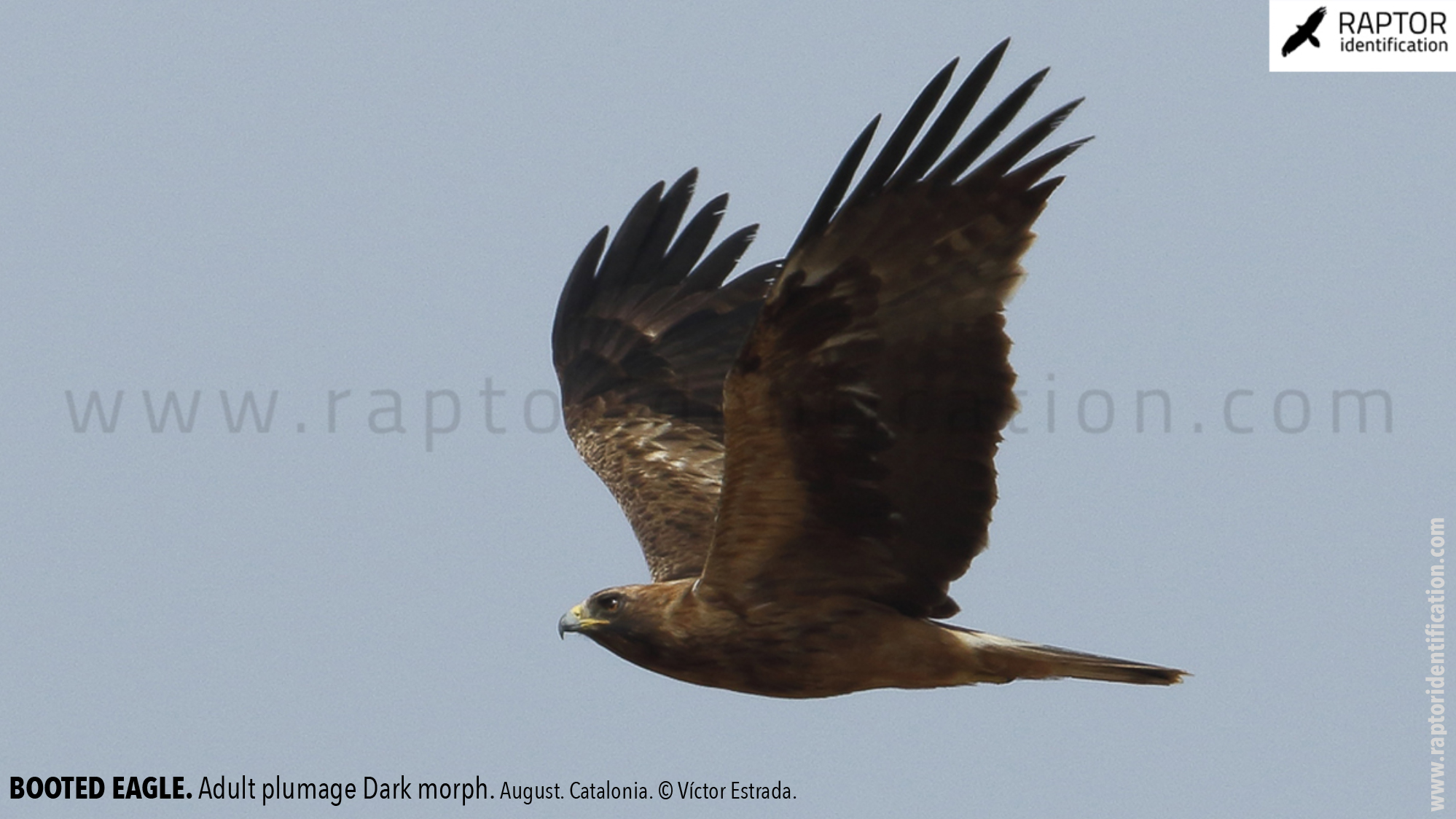 Booted-Eagle-Adult-plumage-dark-morph-identification