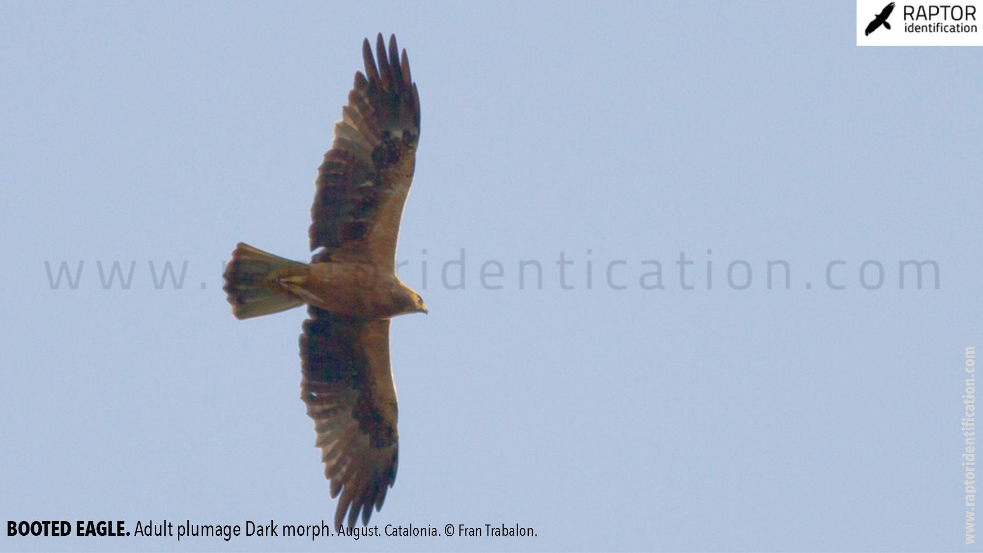 Booted-Eagle-Adult-plumage-dark-morph-identification