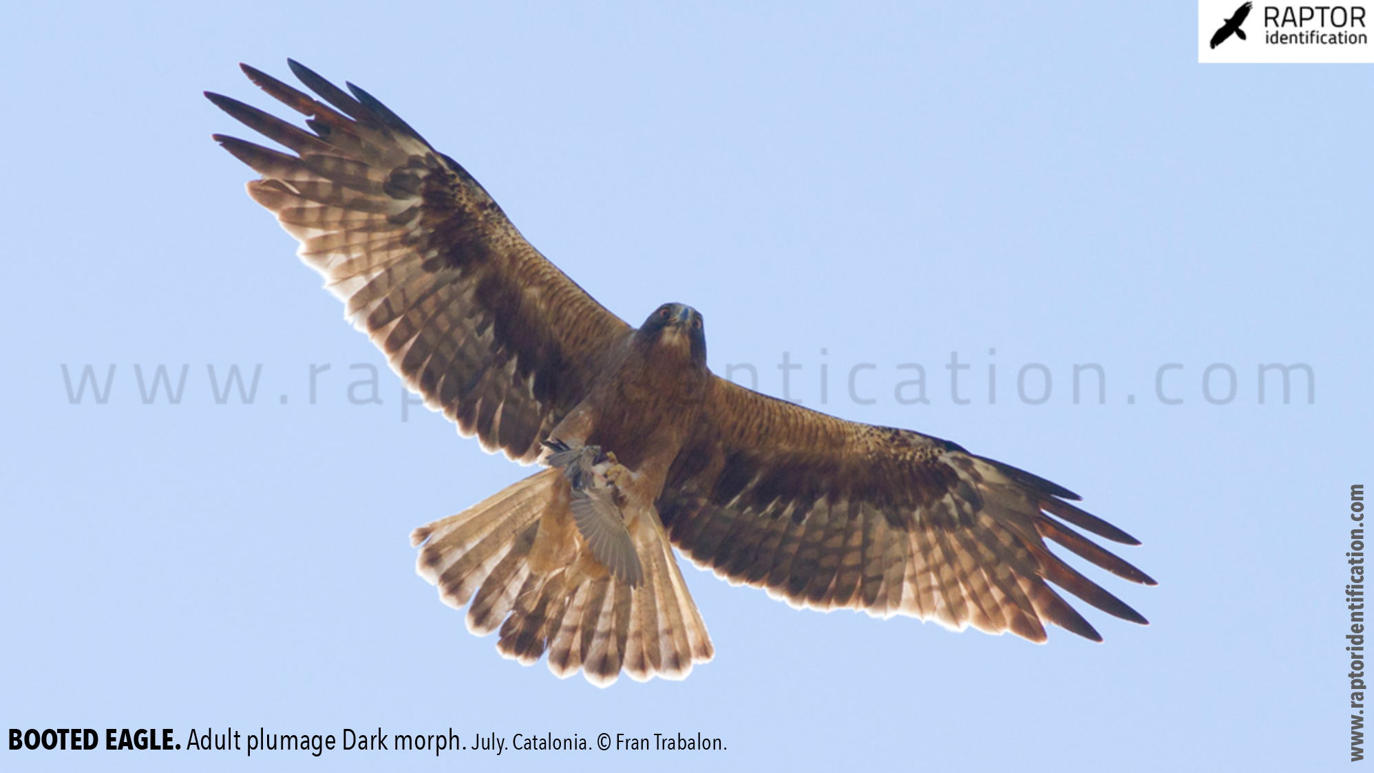 Booted-Eagle-Adult-plumage-dark-morph-identification