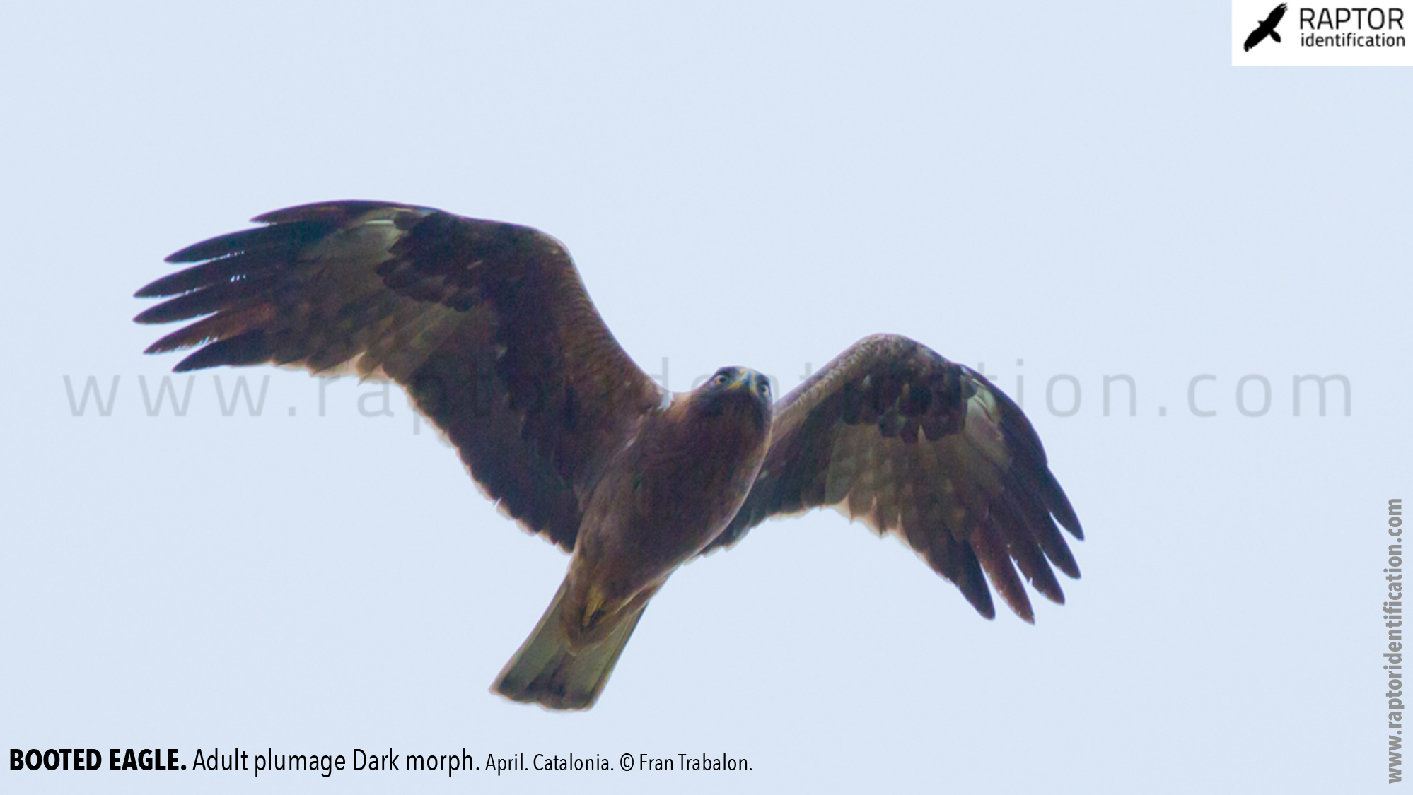 Booted-Eagle-Adult-plumage-dark-morph-identification