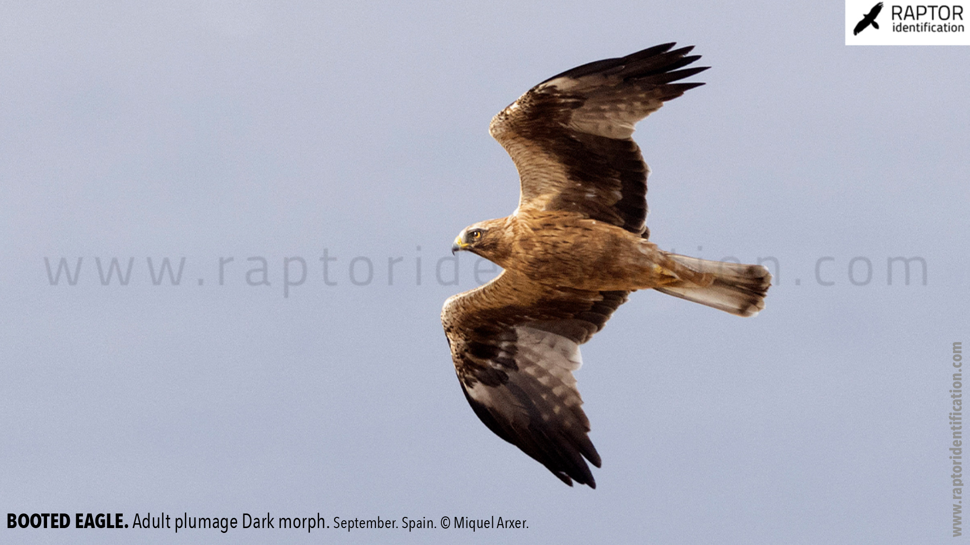 Booted-Eagle-Adult-plumage-dark-morph-identification