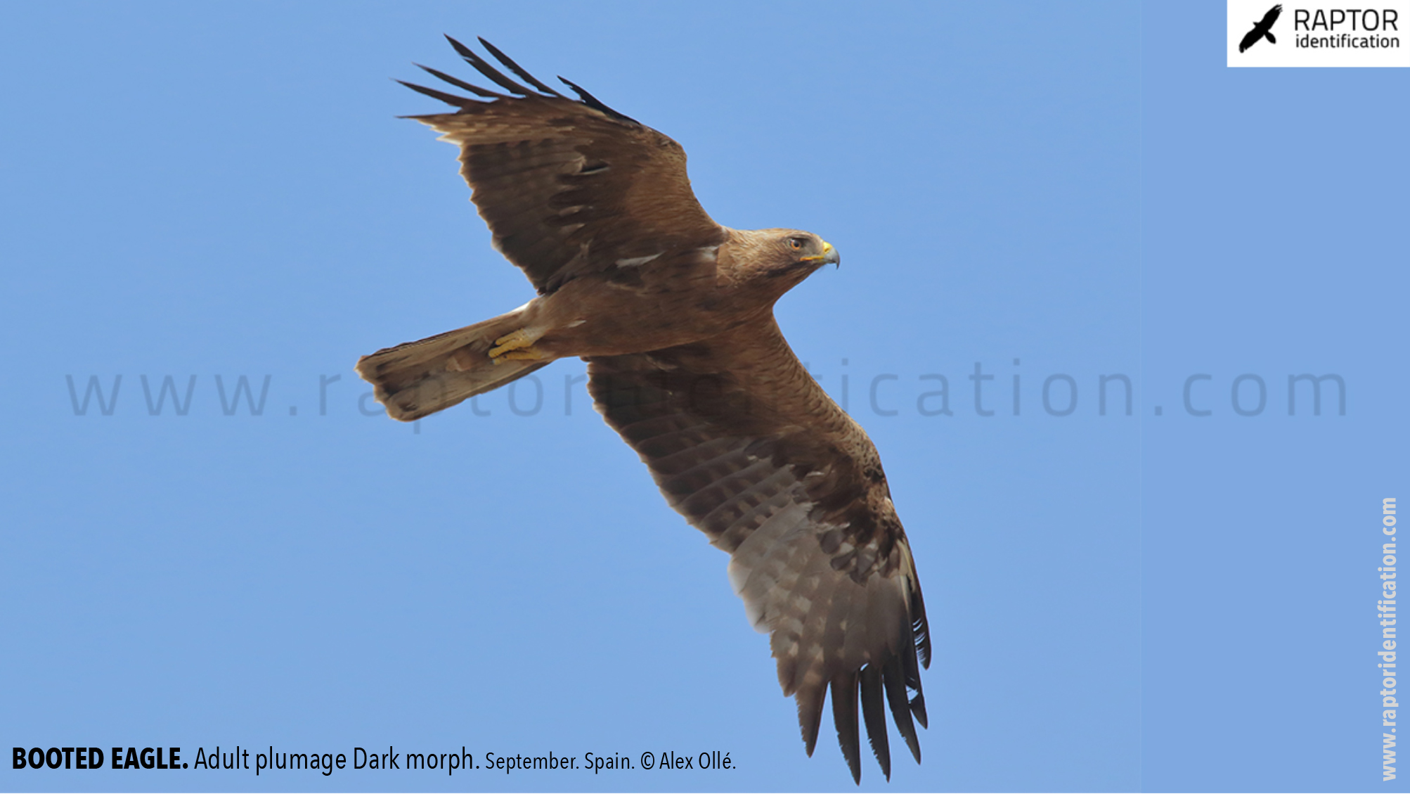 Booted-Eagle-Adult-plumage-dark-morph-identification