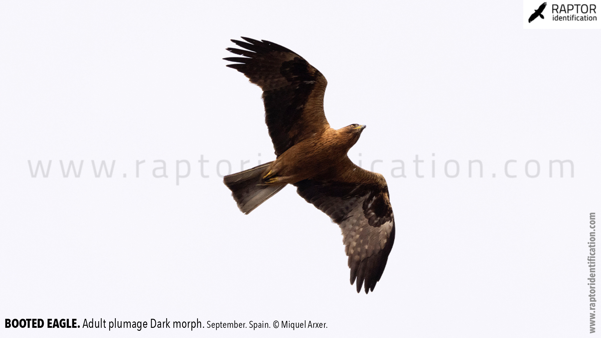 Booted-Eagle-Adult-plumage-dark-morph-identification