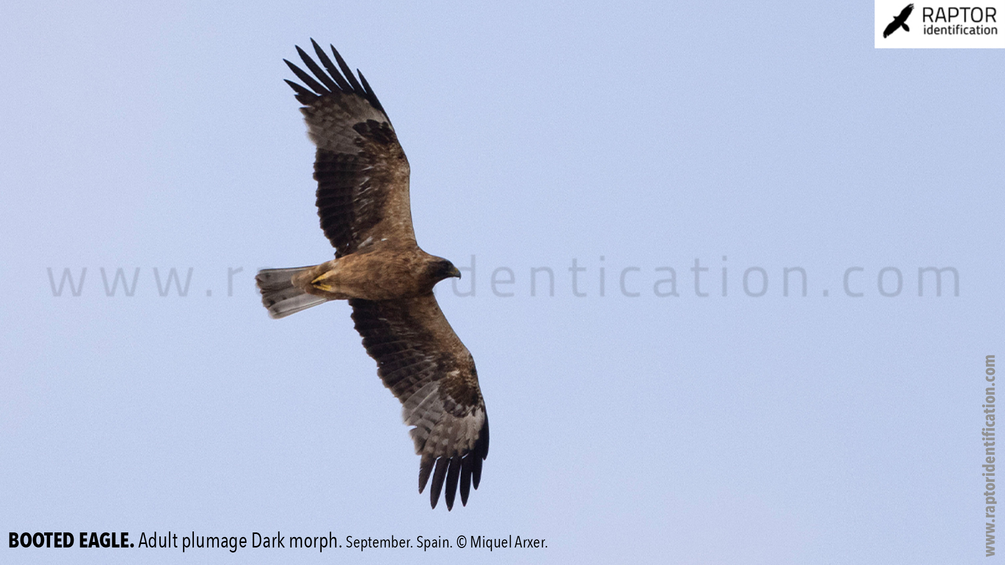 Booted-Eagle-Adult-plumage-dark-morph-identification