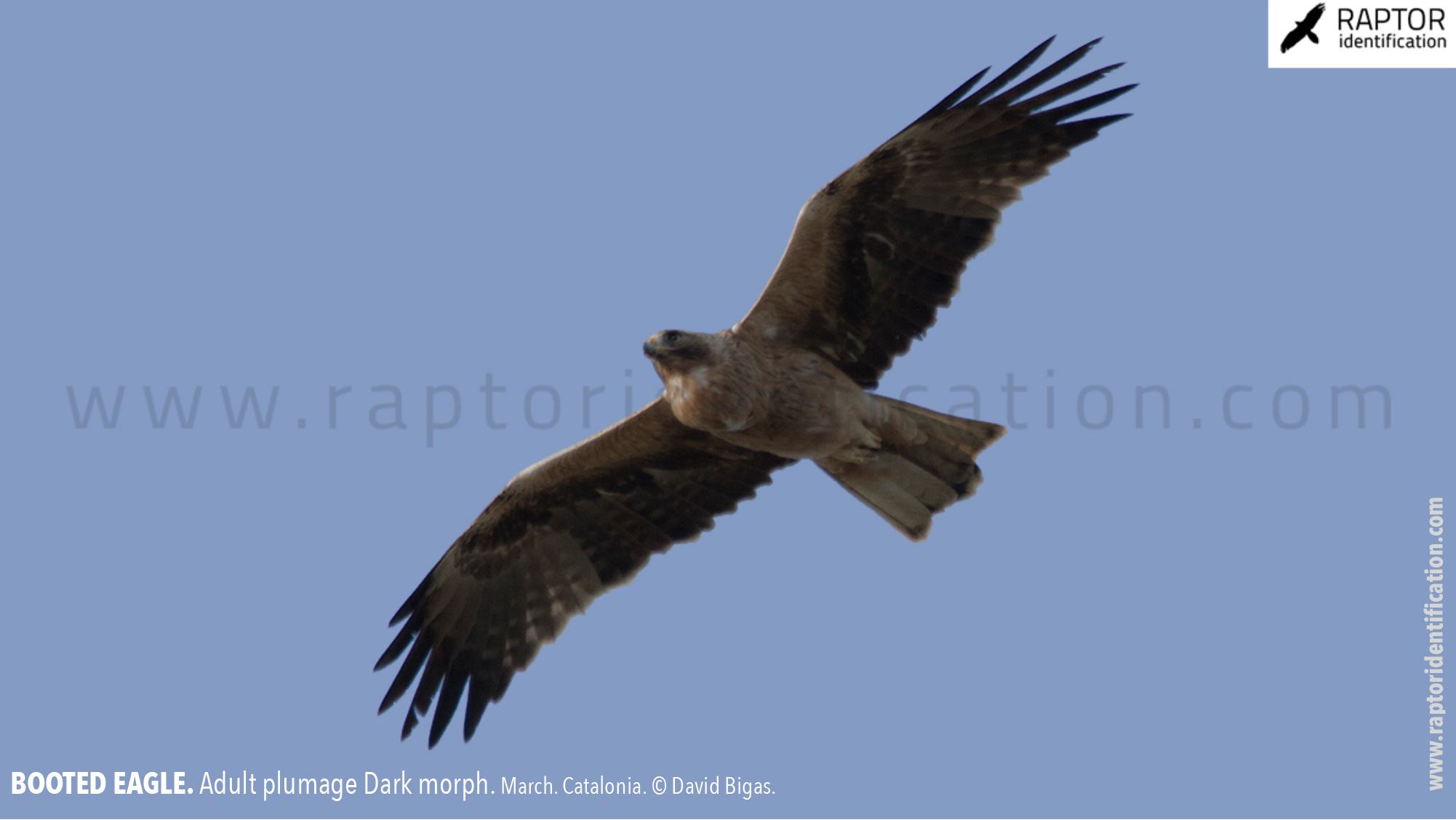 Booted-Eagle-Adult-plumage-dark-morph-identification