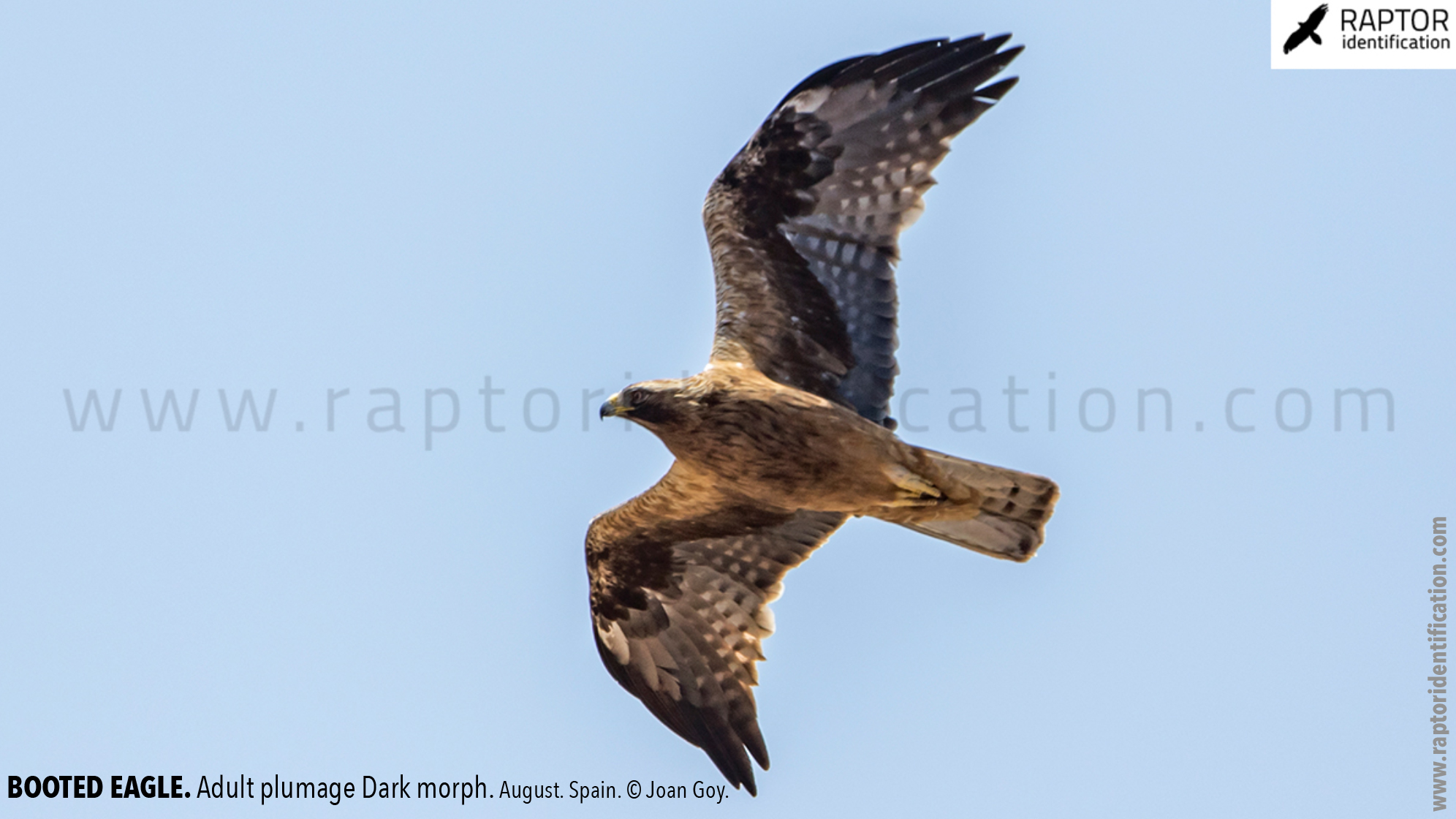 Booted-Eagle-Adult-plumage-dark-morph-identification