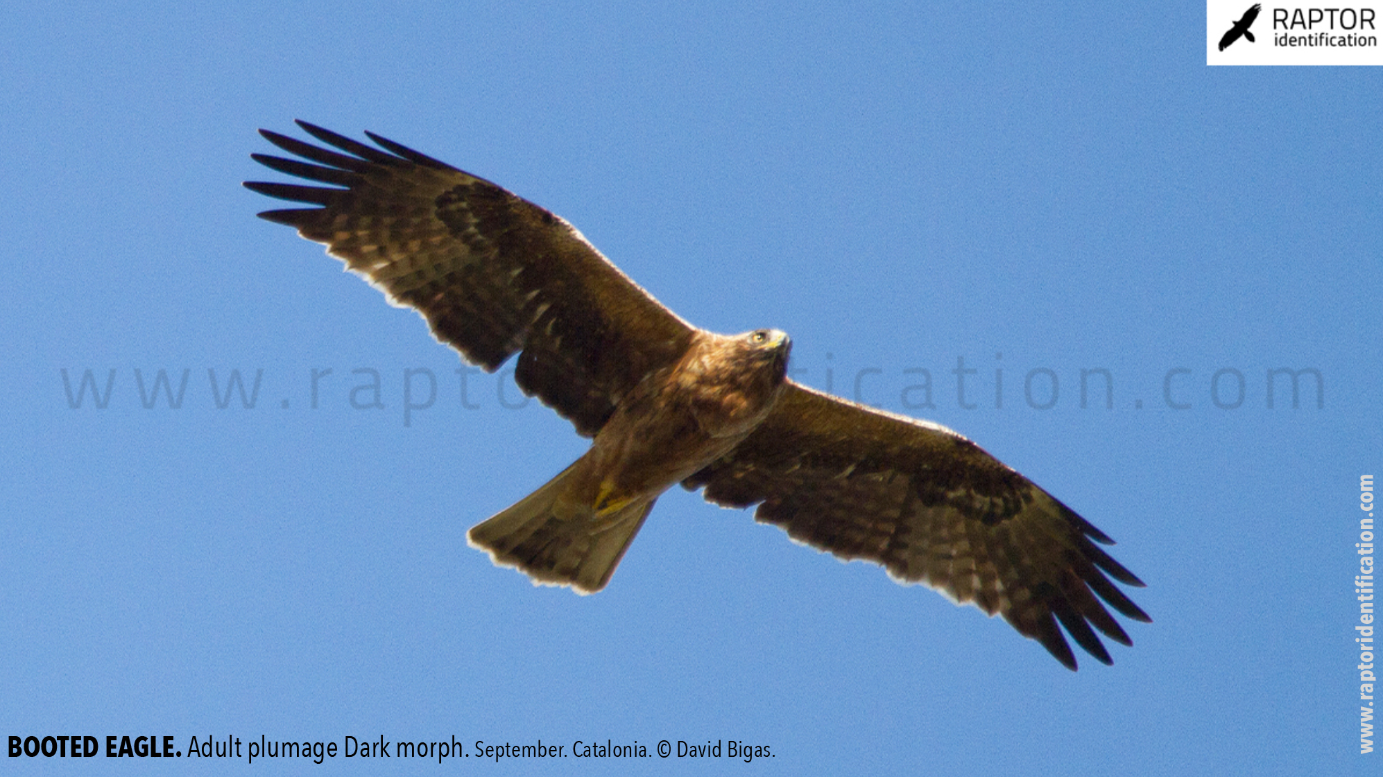 Booted-Eagle-Adult-plumage-dark-morph-identification